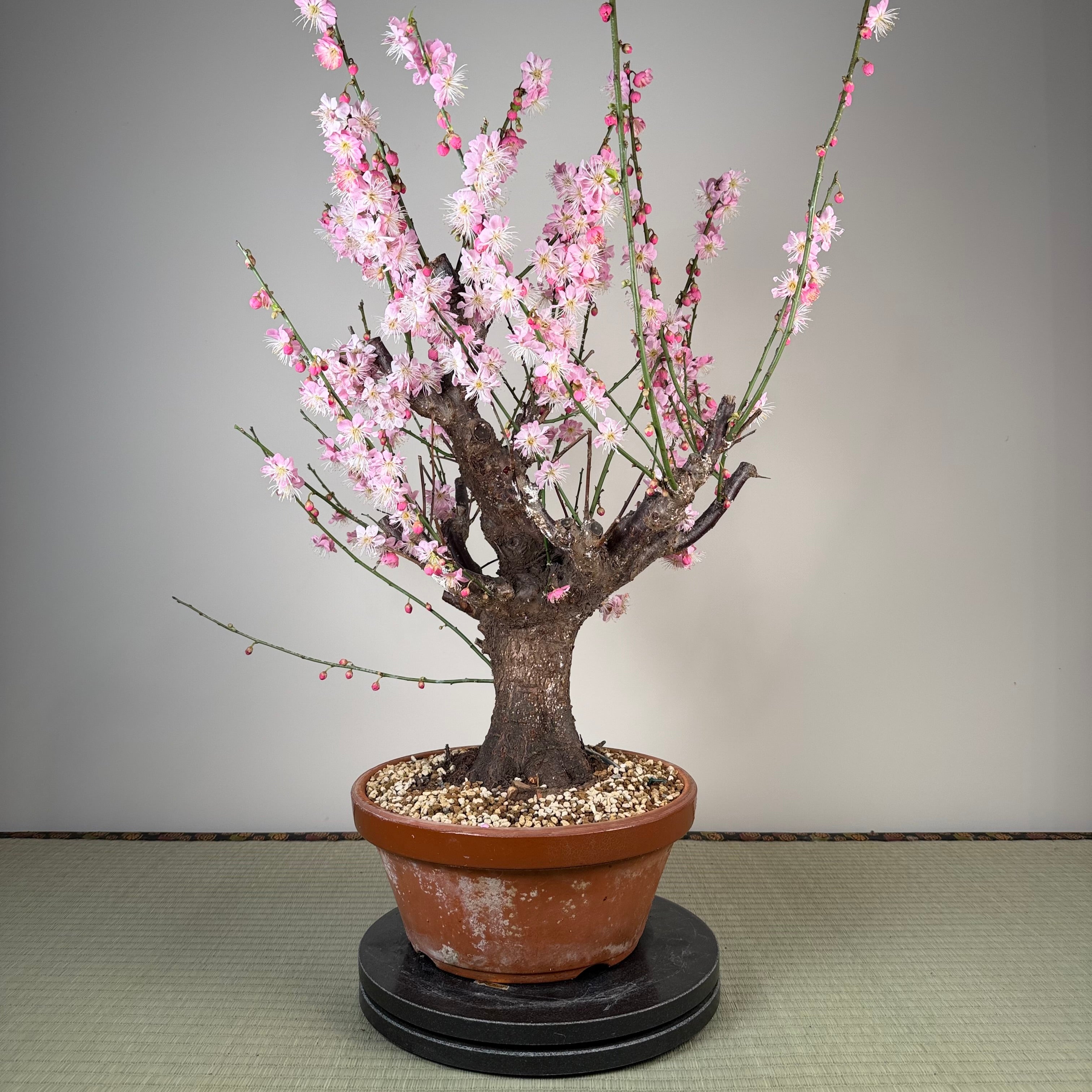Prunus mume 'Gǔ lǐ hóng'