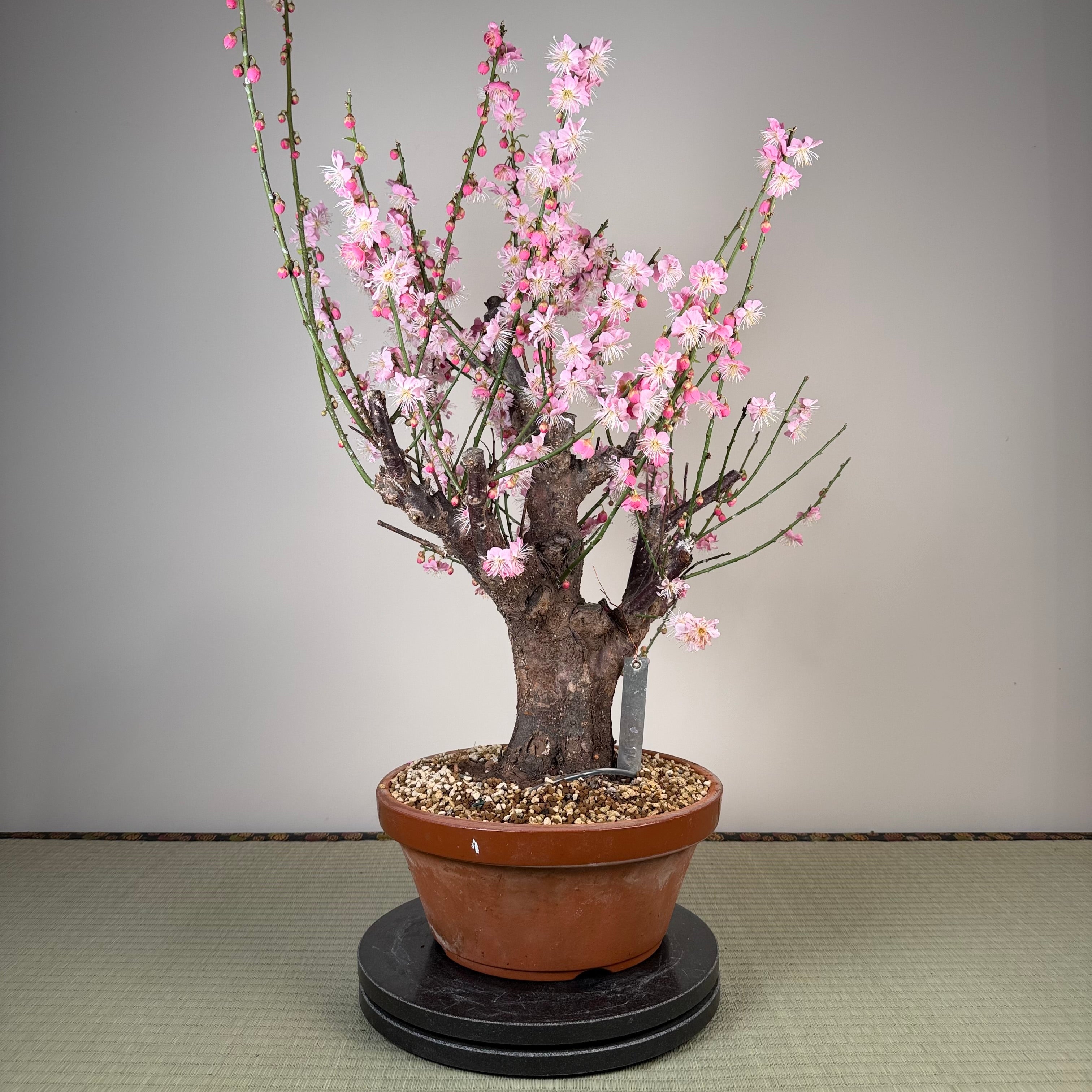 Prunus mume 'Gǔ lǐ hóng'