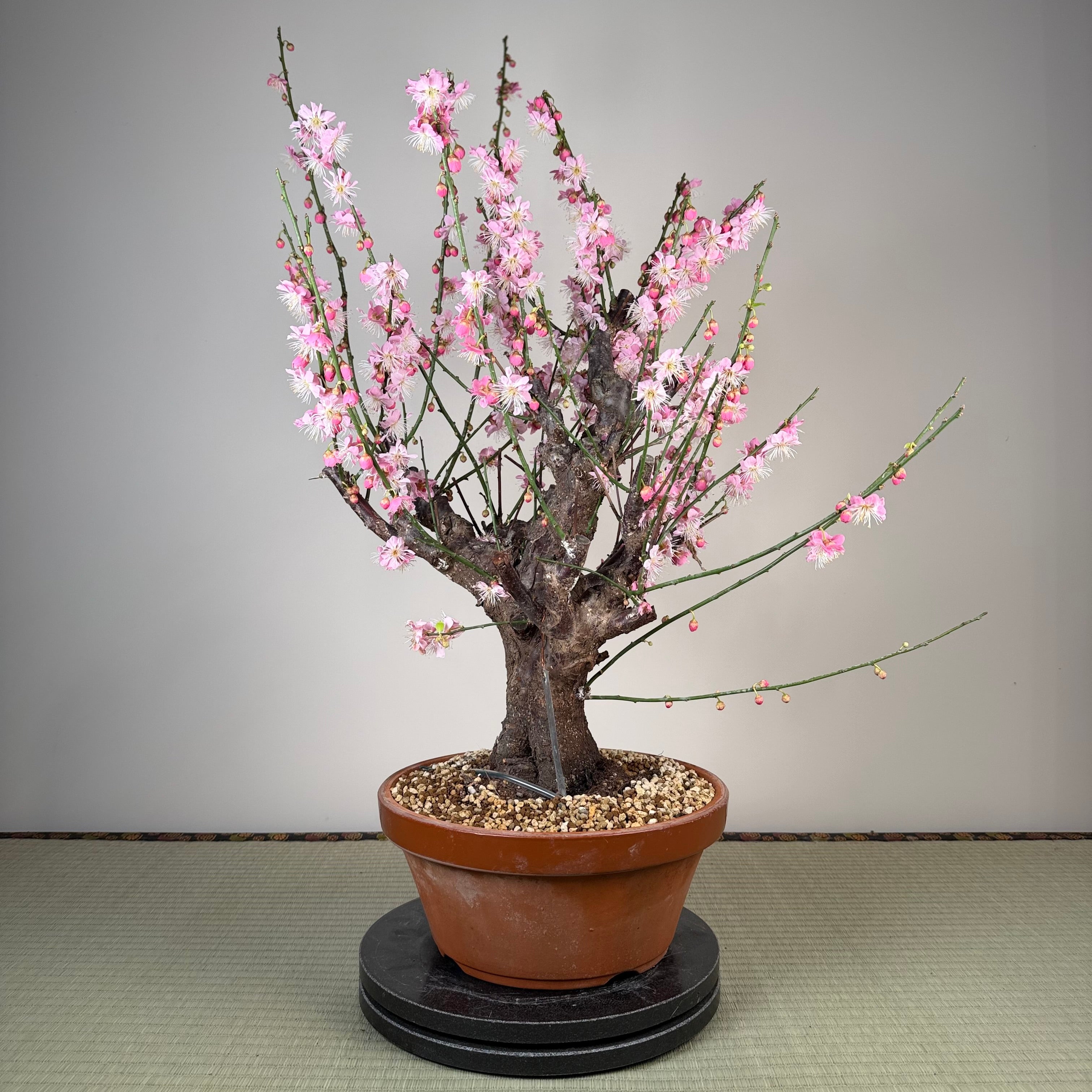 Prunus mume 'Gǔ lǐ hóng'