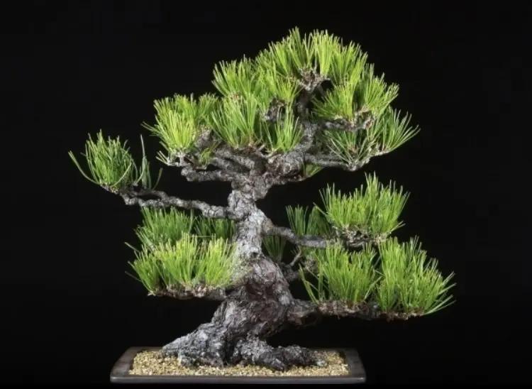 Pinus thunbergii Canada Bonsai