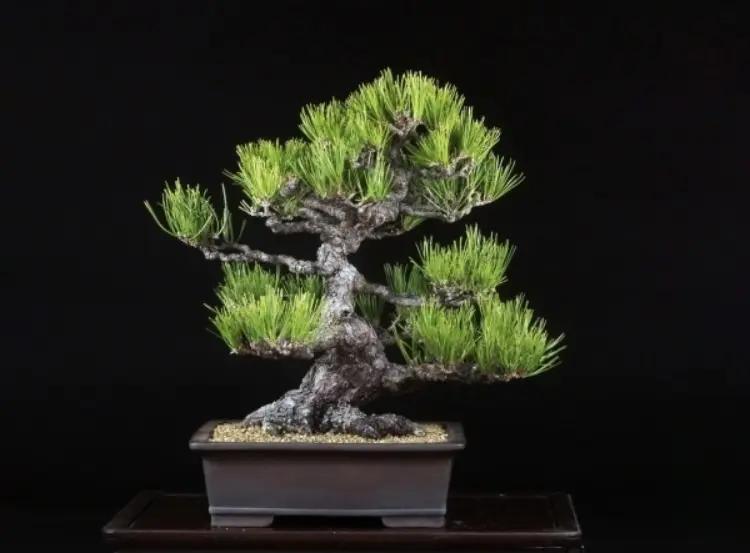 Pinus thunbergii Canada Bonsai