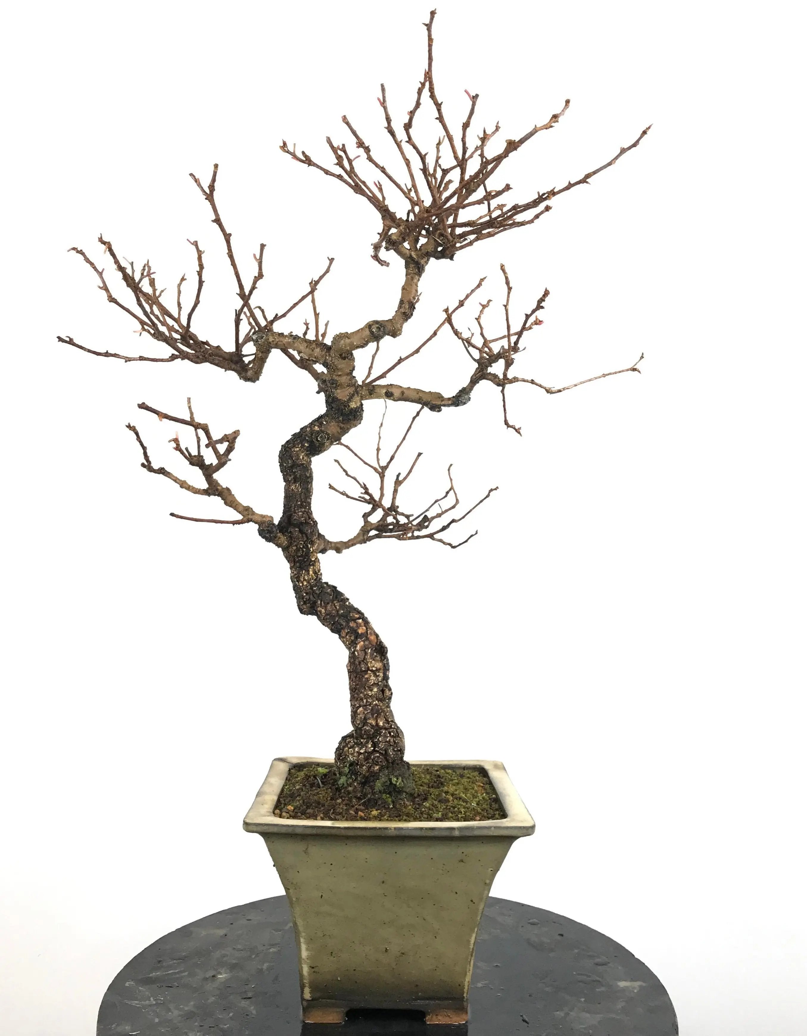 Kadsura #1 Canada Bonsai