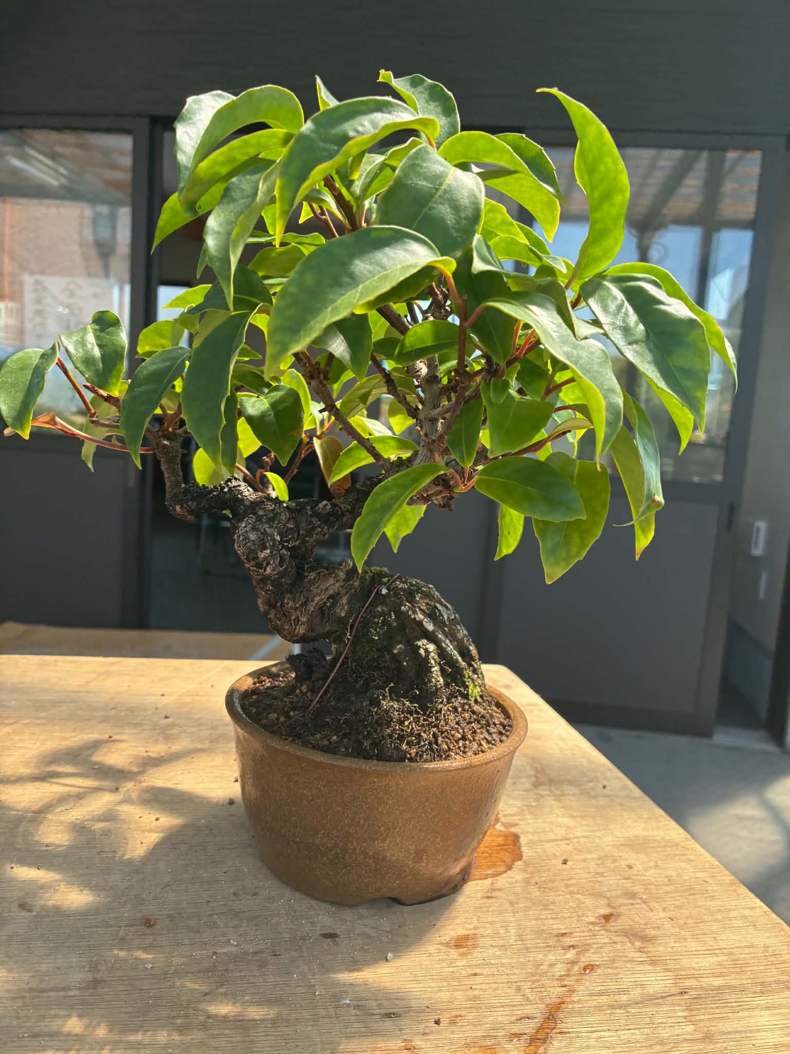 Kadsura japonica