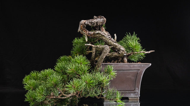 Pinus contorta
