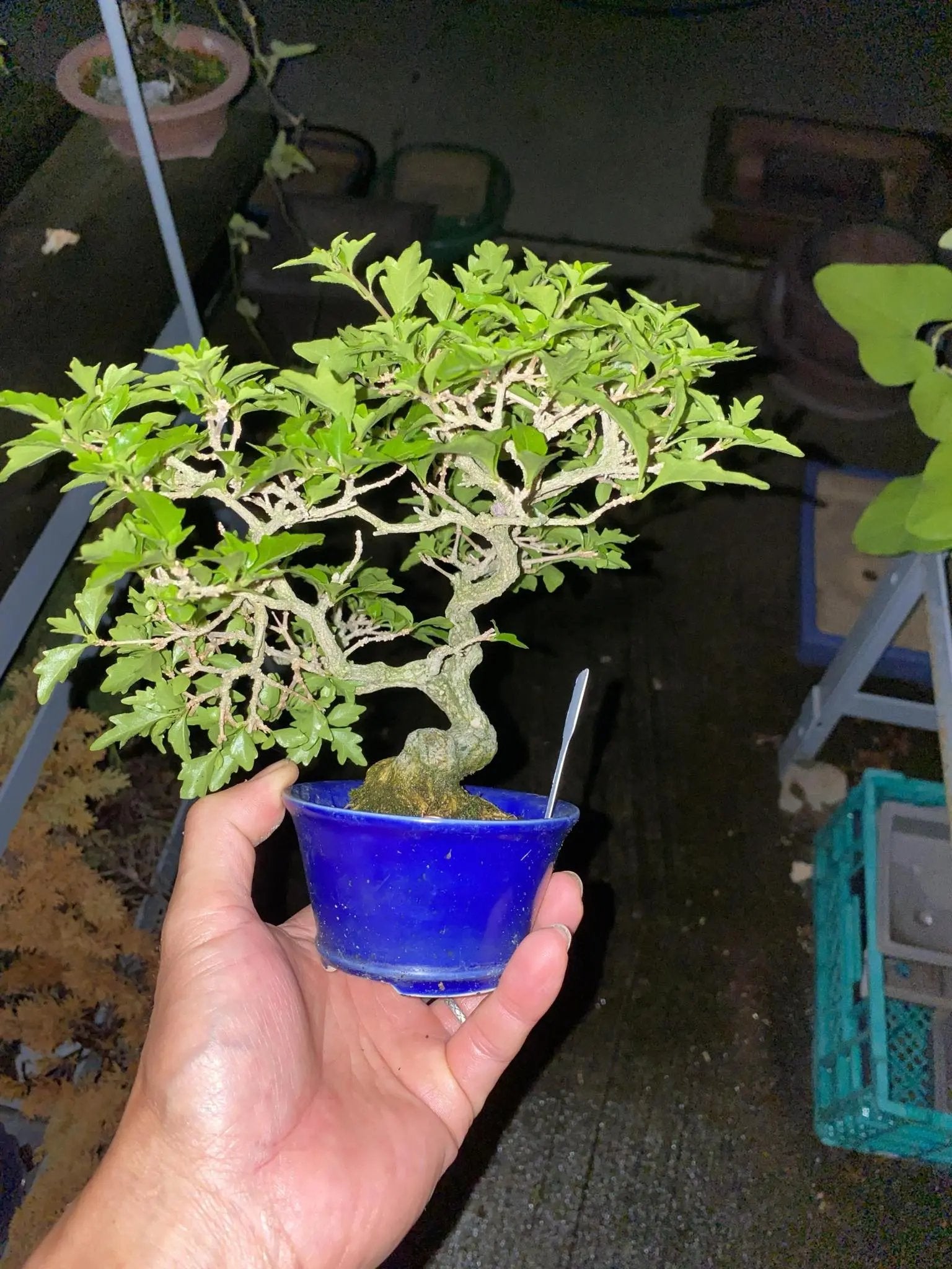 Premna japonica Canada Bonsai