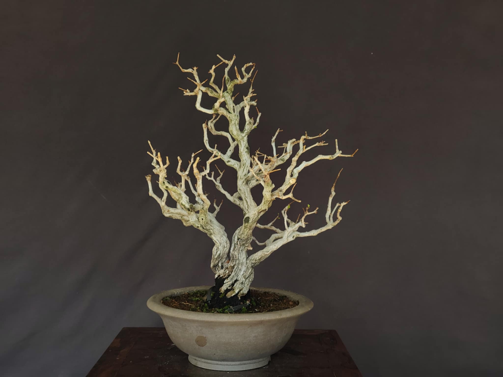 Punica granatum