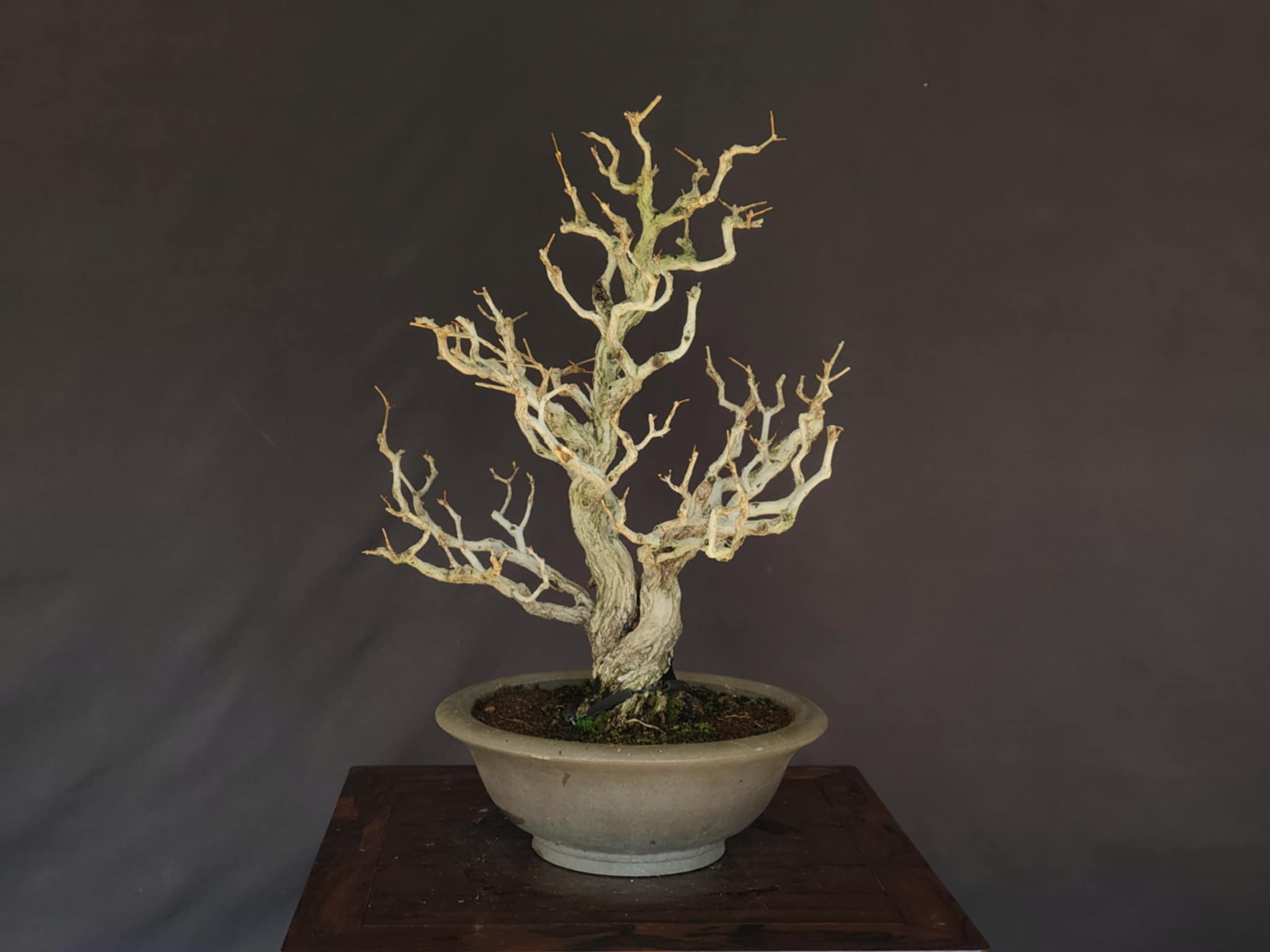 Punica granatum