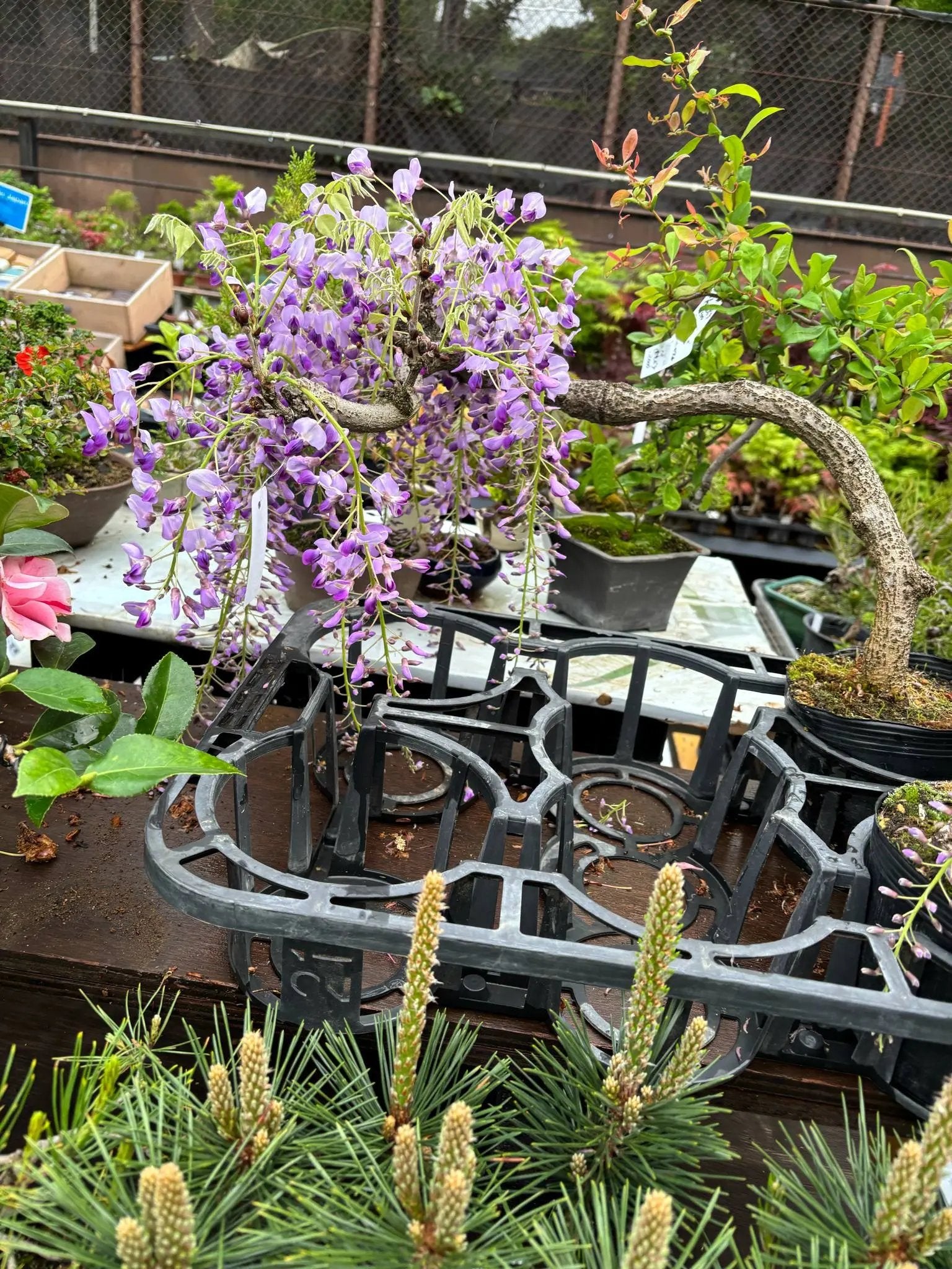 Wisteria floribunda Canada Bonsai
