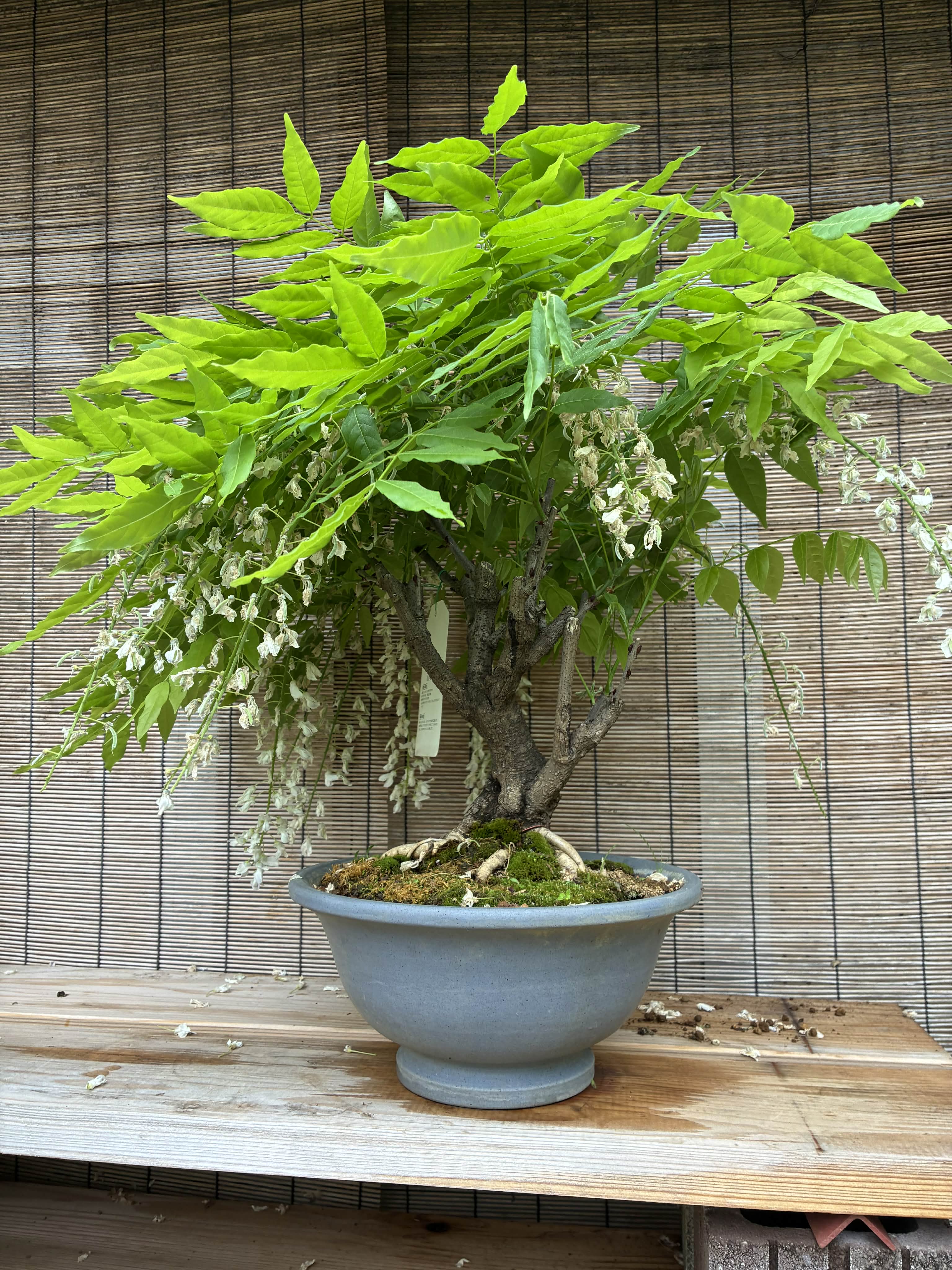 Wisteria floribunda