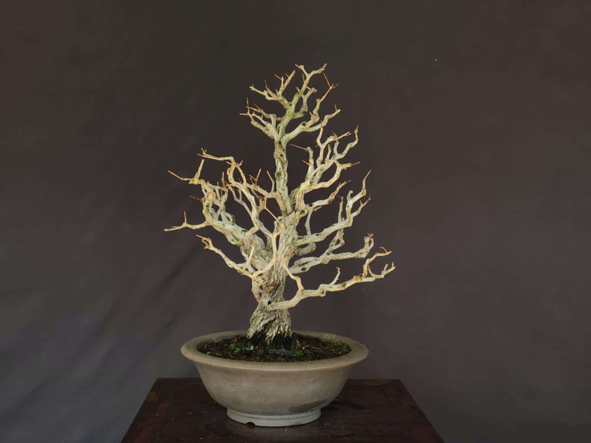 Punica granatum