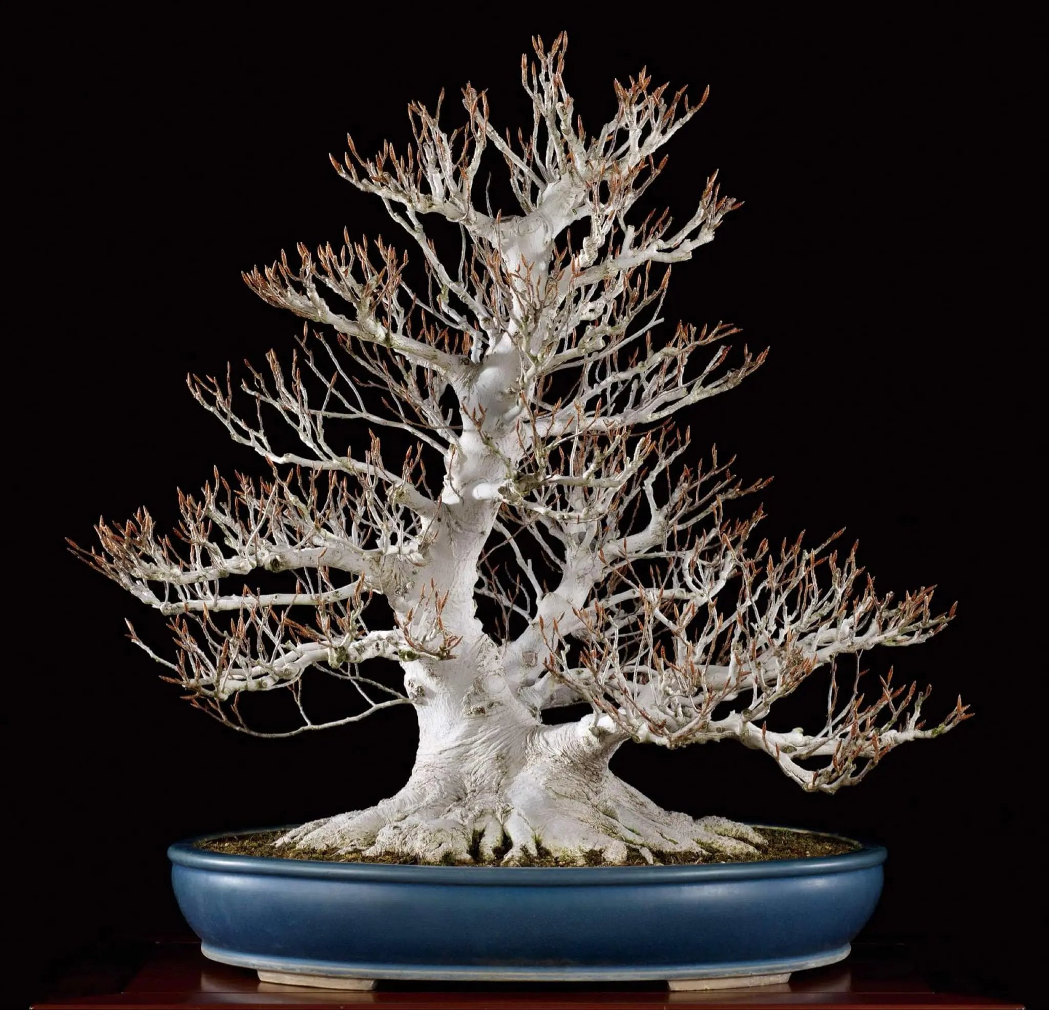 Fagus crenata Canada Bonsai
