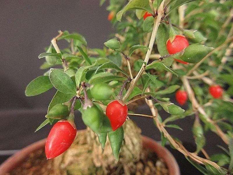 Lycium #2 Canada Bonsai