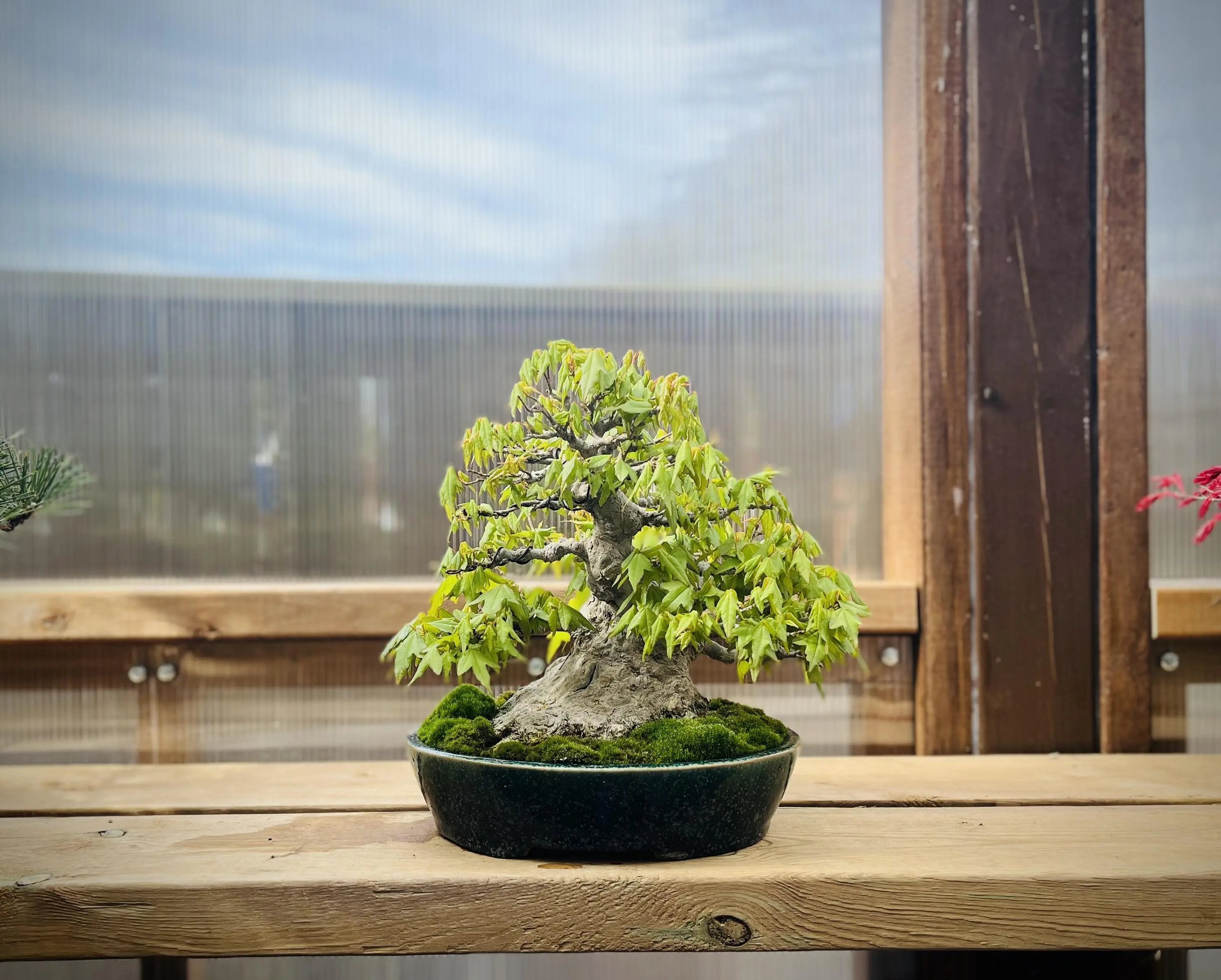 Acer buergerianum Canada Bonsai