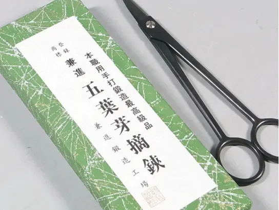 Scissors (for white pine buds) CB Tools