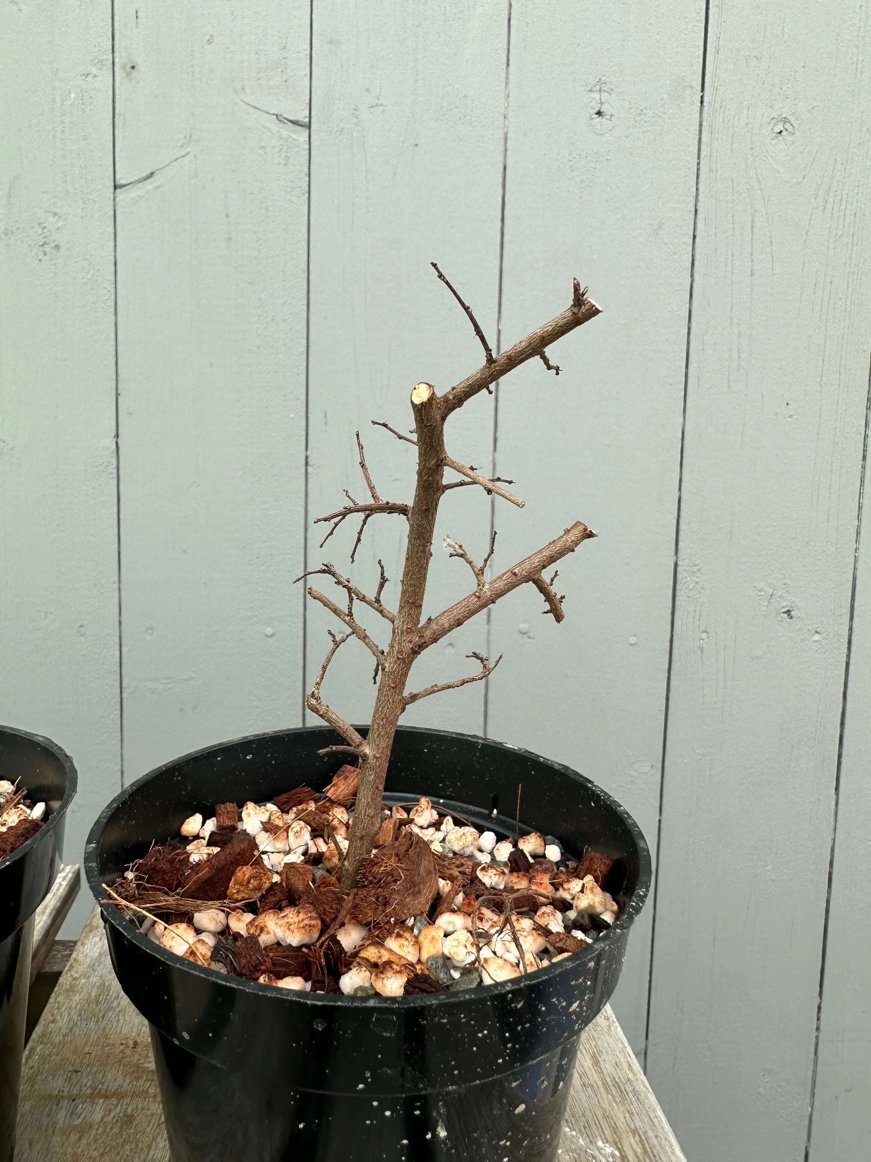 Chinese Elm Canada Bonsai