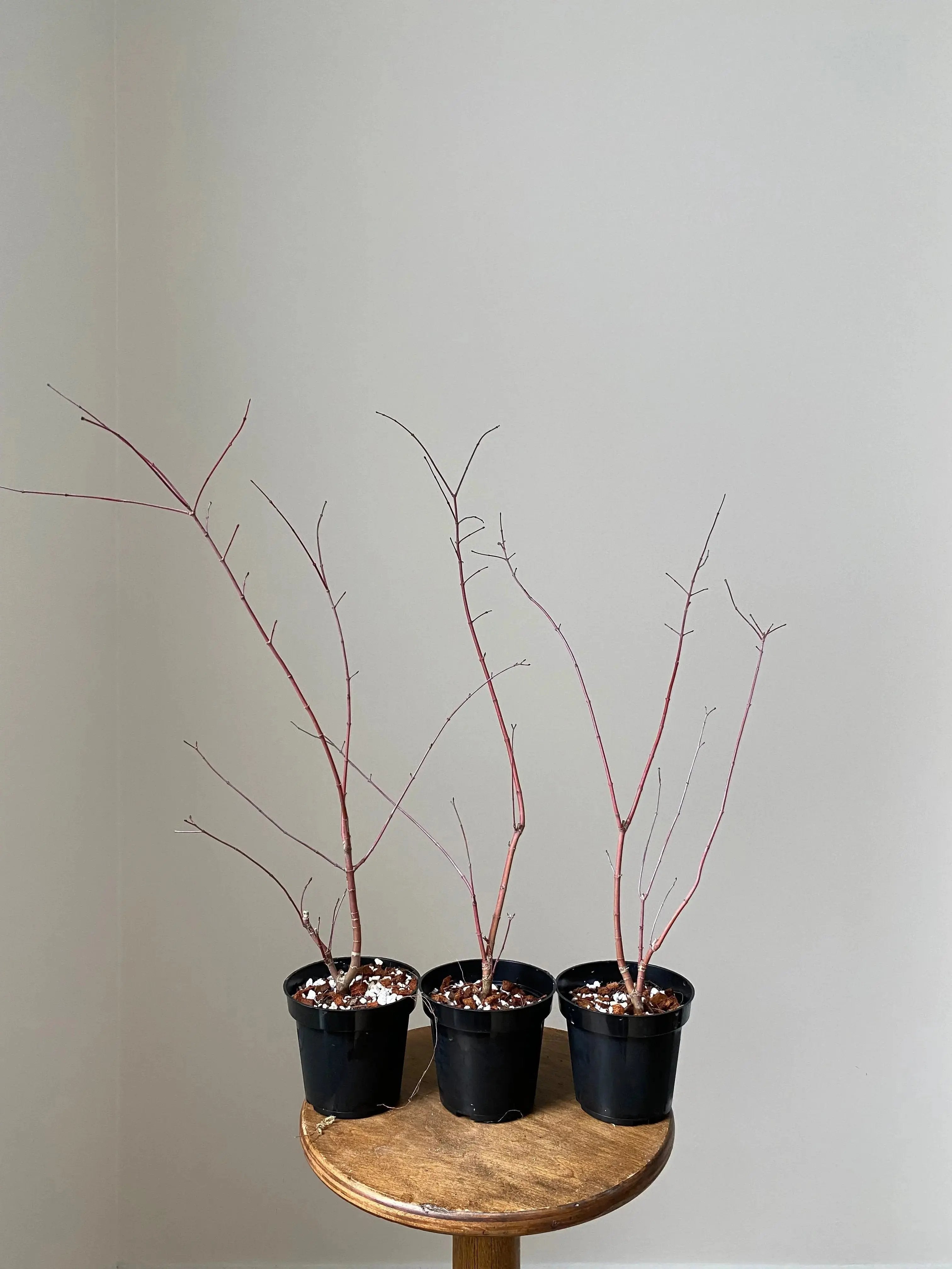 Acer palmatum 'Deshojo' (5 units) (2026) Canada Bonsai