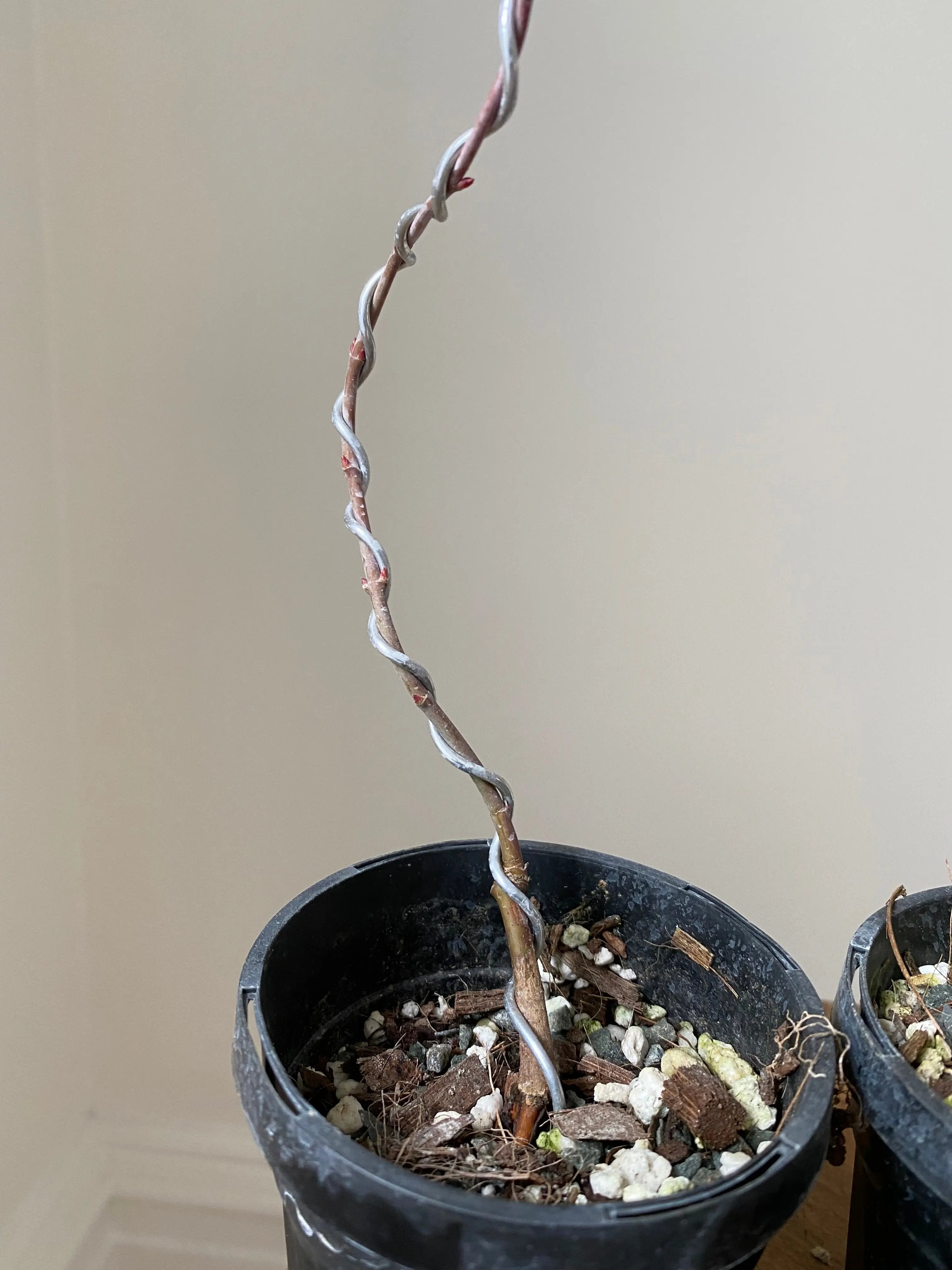 Japanese Maple 'Yves' Select' Canada Bonsai