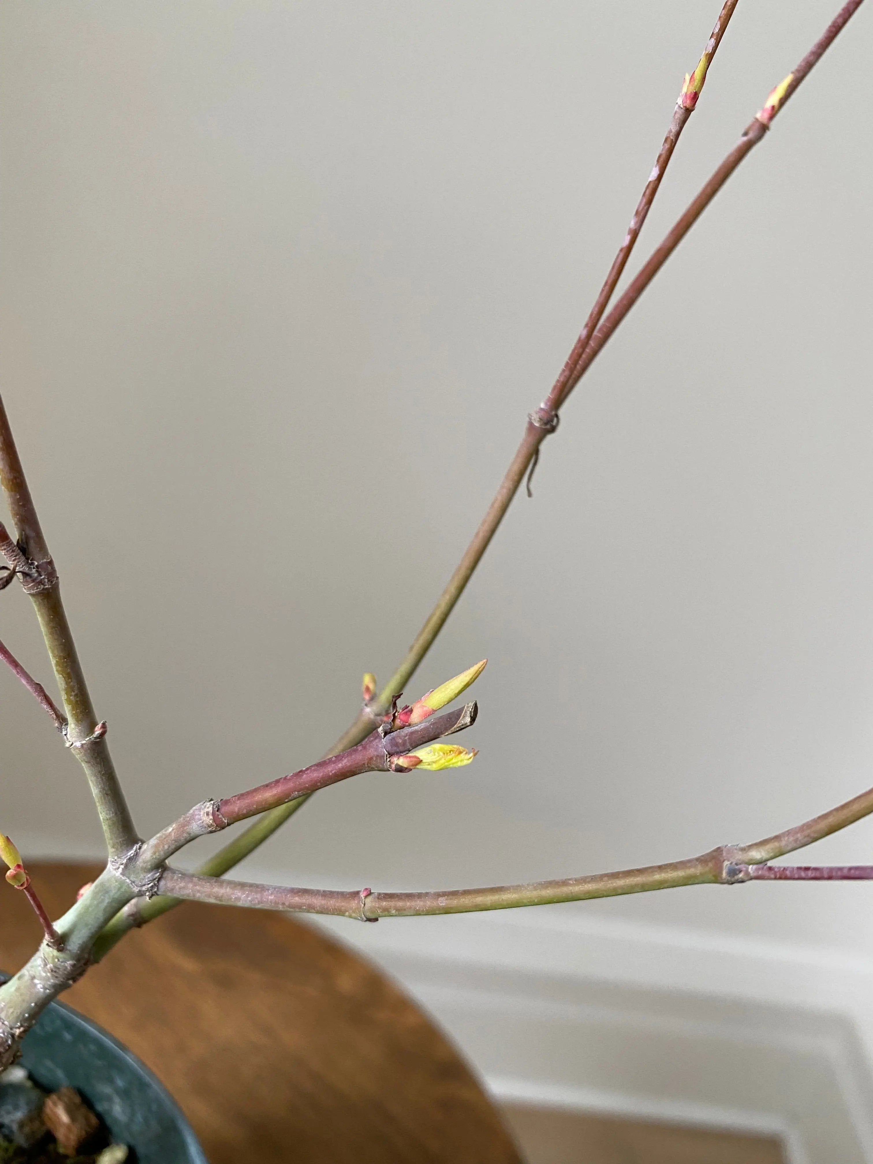 Japanese Maple 'Katsura' Canada Bonsai