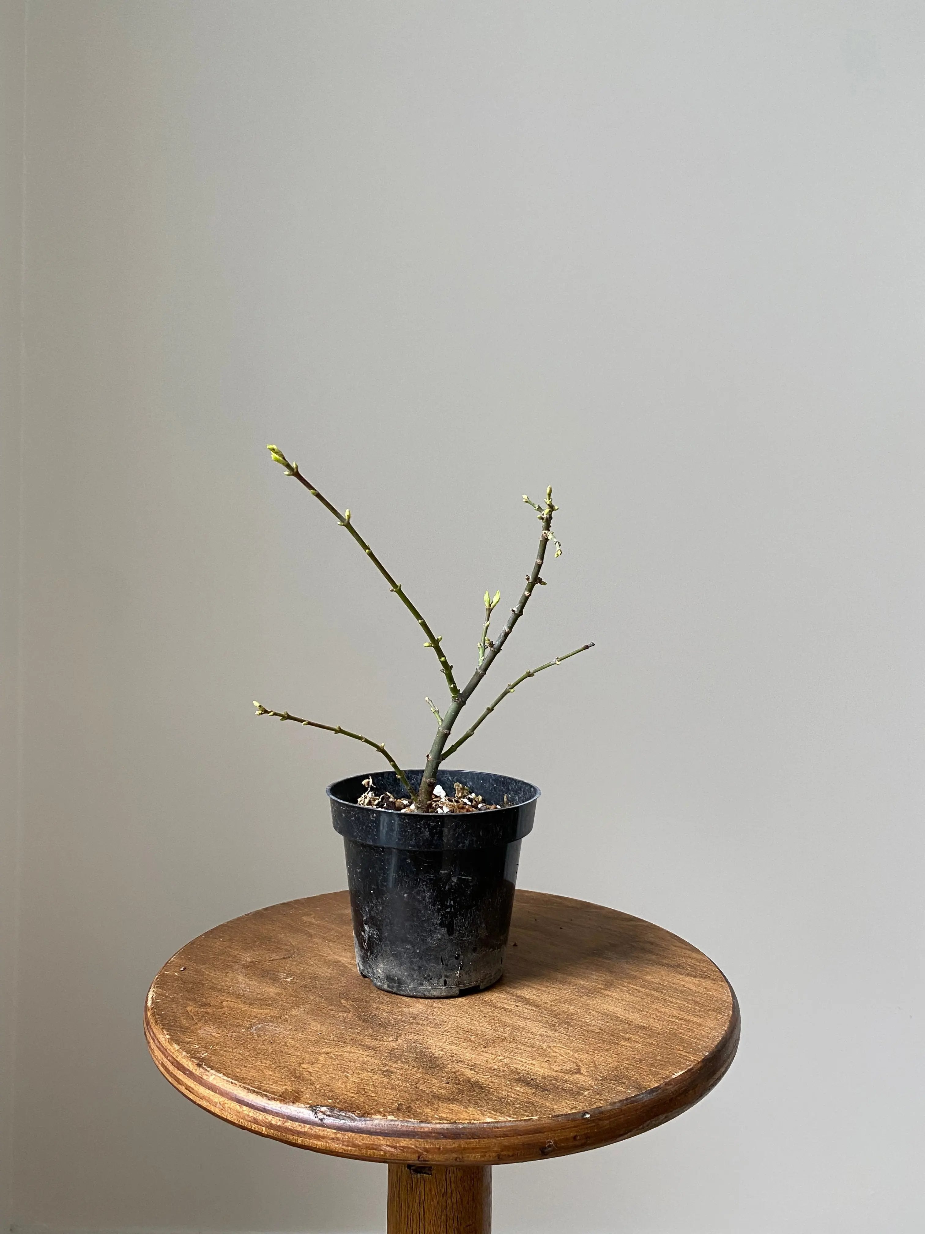 Japanese Maple 'Shishigashira' Canada Bonsai