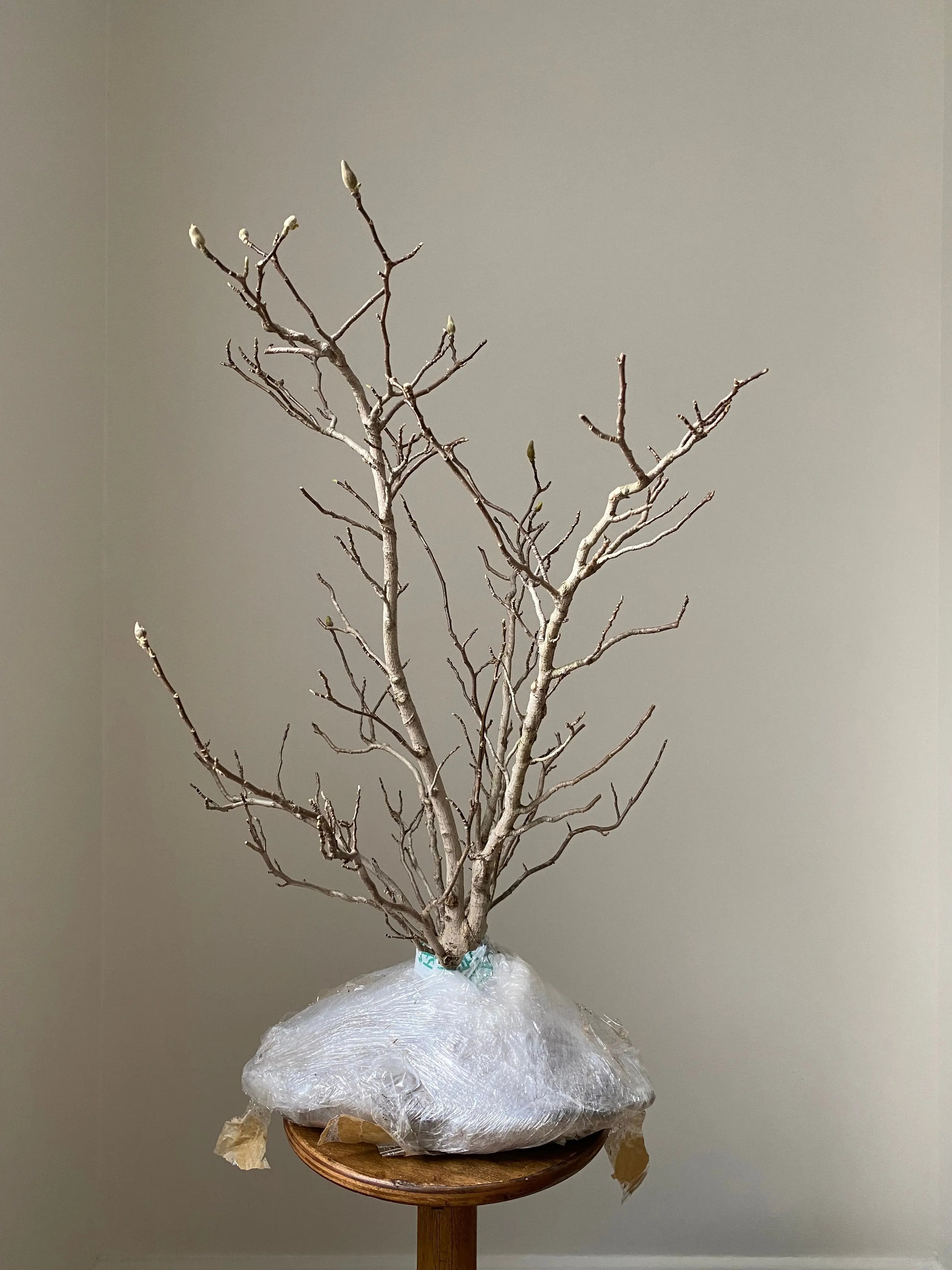 Magnolia (Karasu) Canada Bonsai