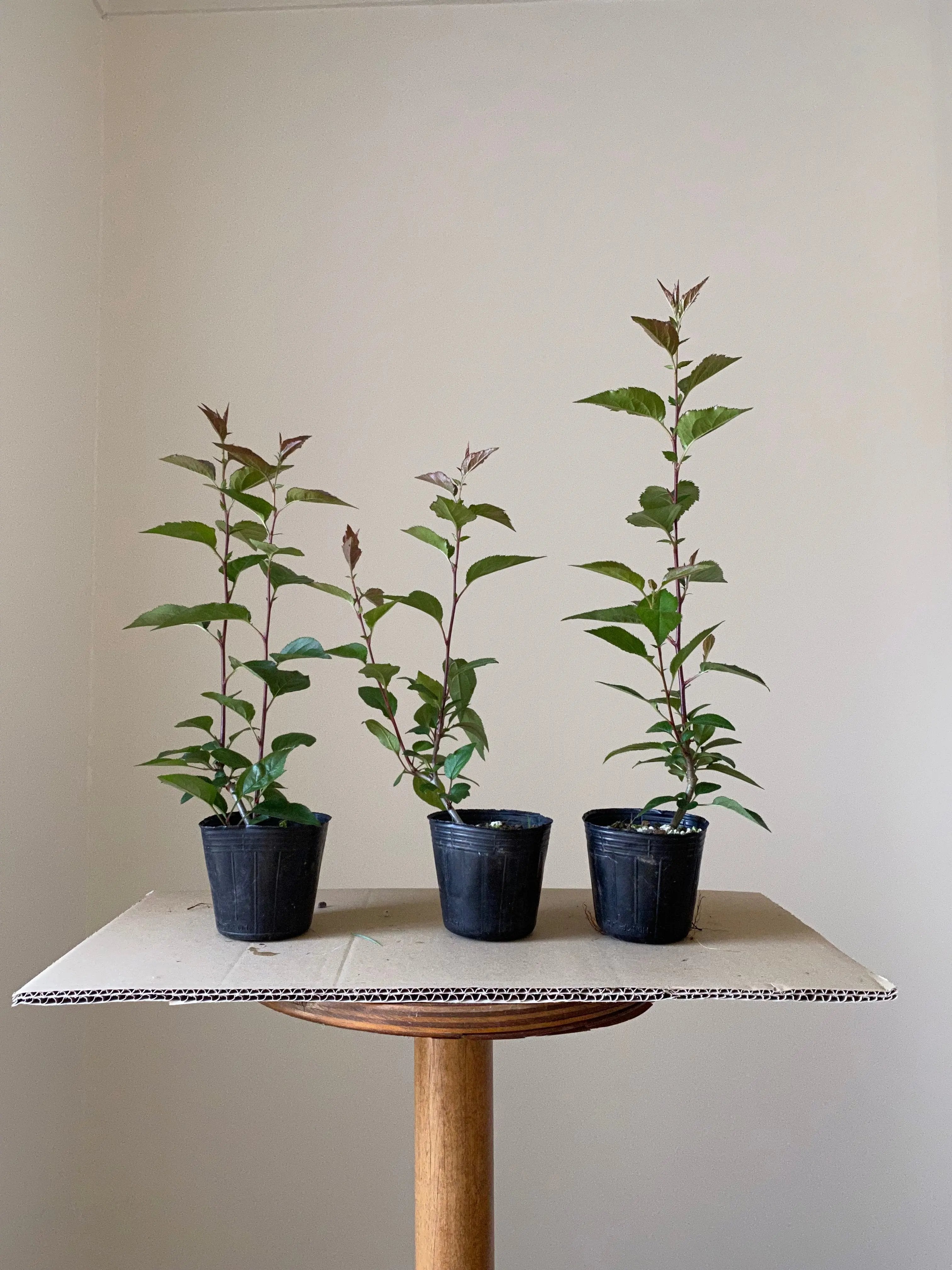 Crabapple Canada Bonsai