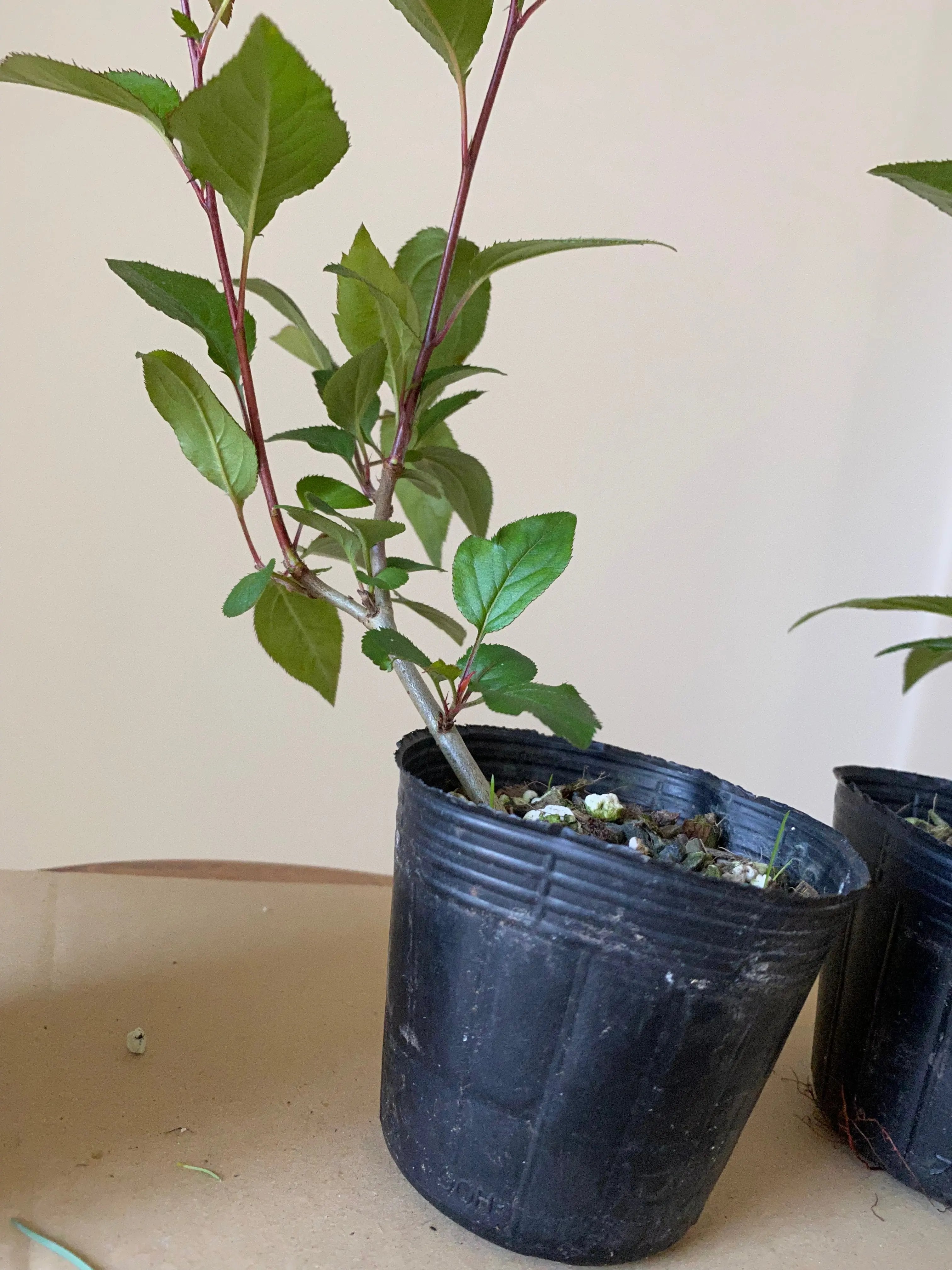 Crabapple Canada Bonsai