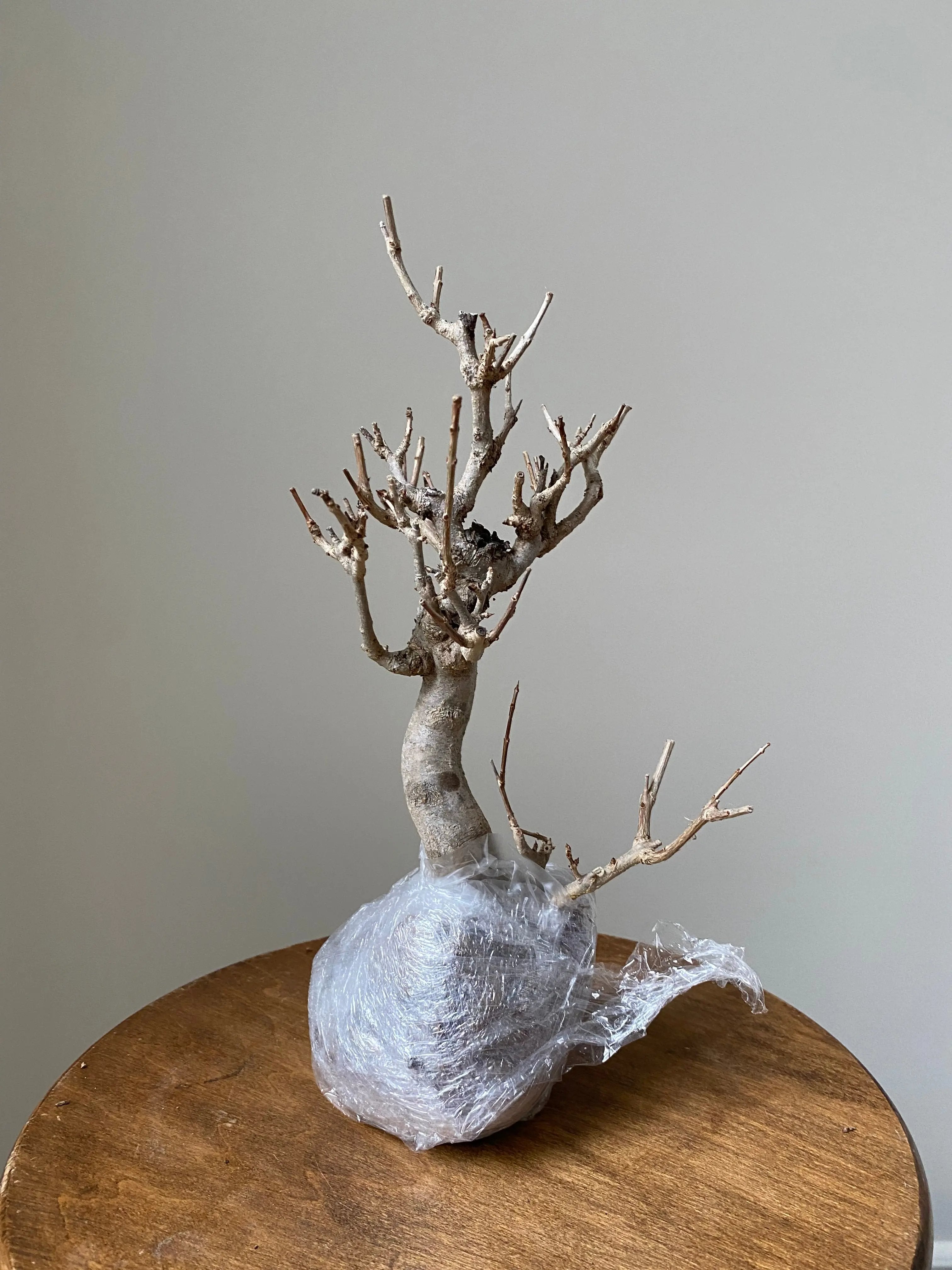 Pomegranate Neji-Kan Canada Bonsai