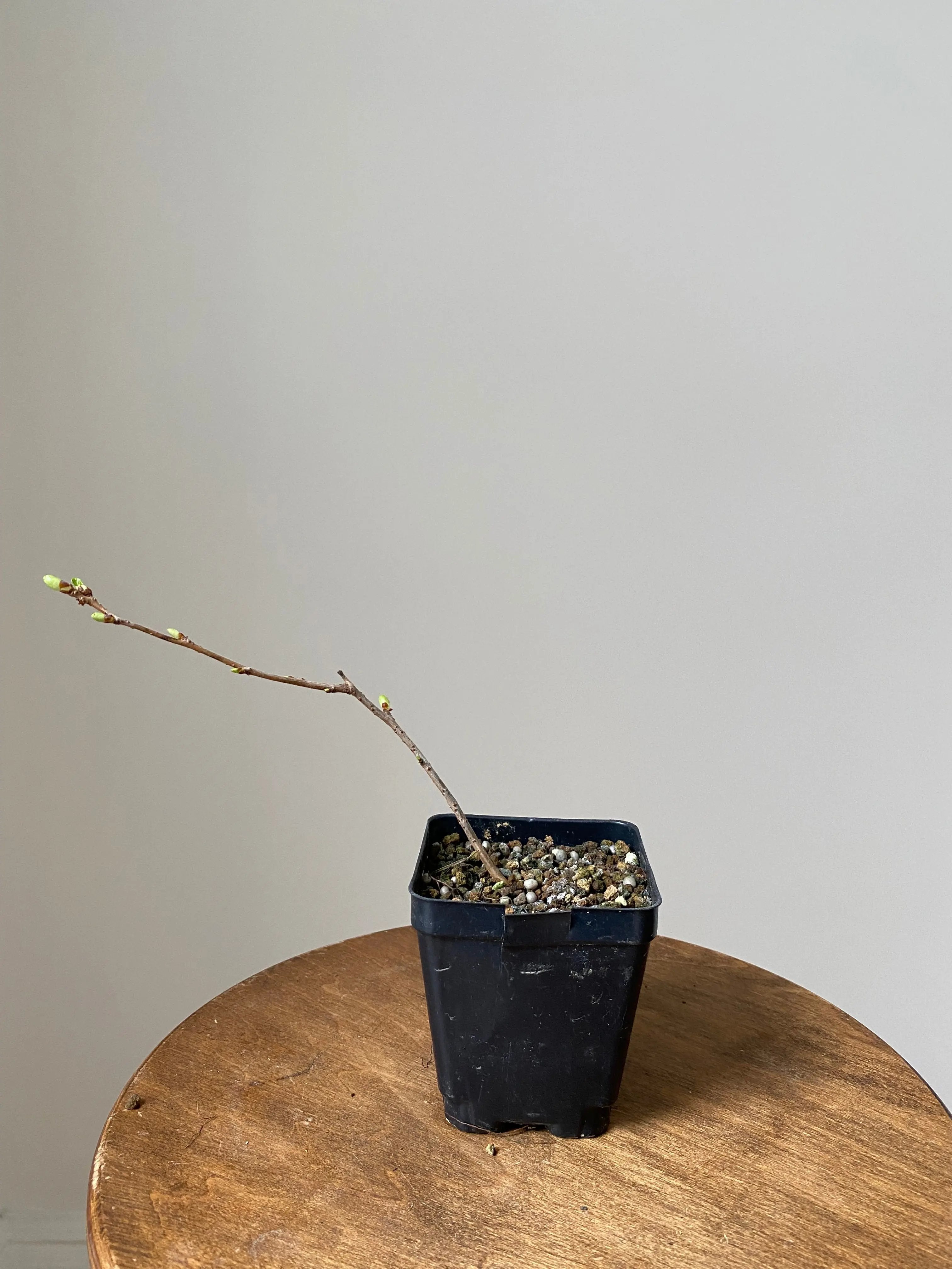 Japanese Cherry Canada Bonsai