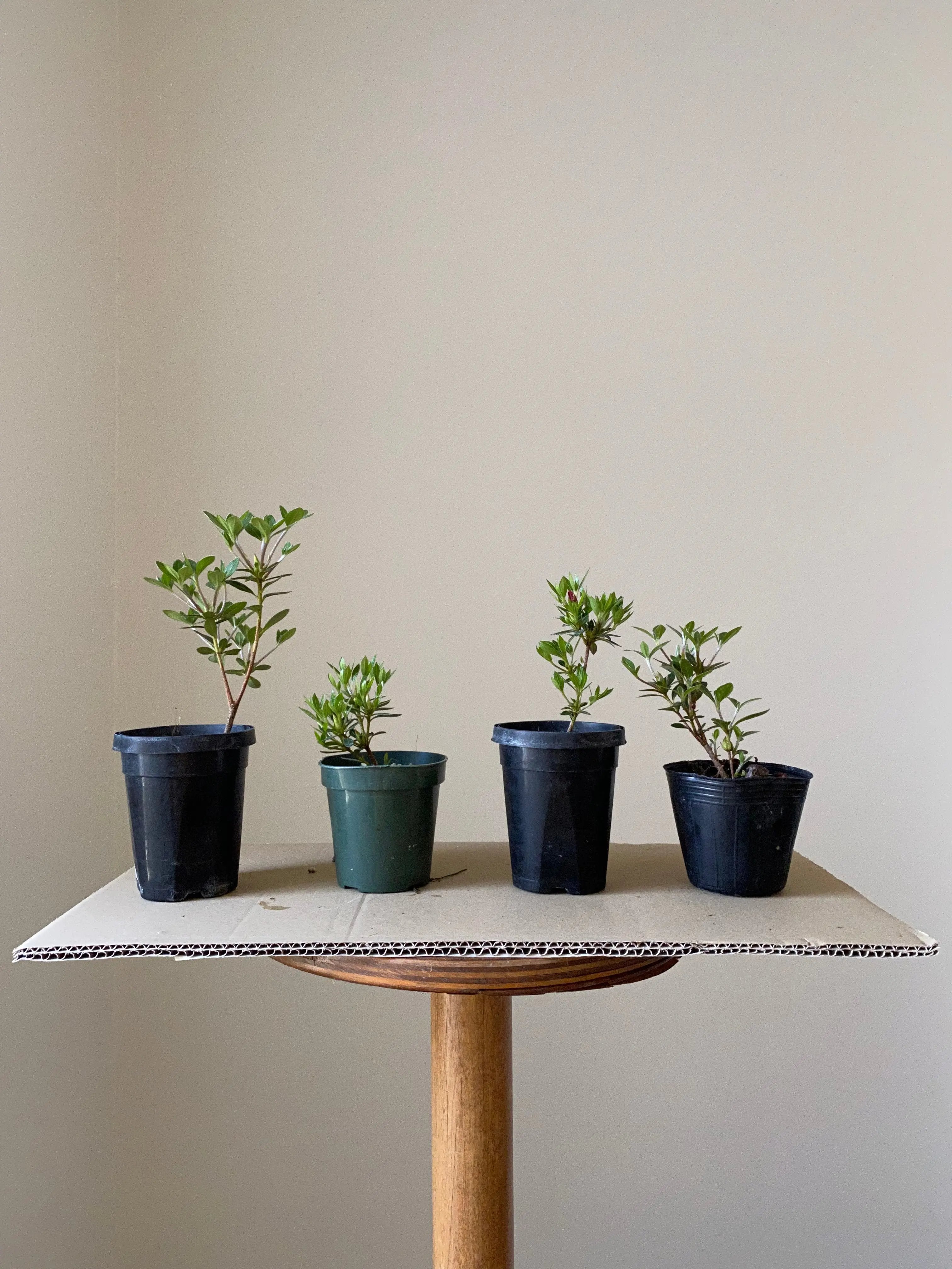 Satsuki Azalea Canada Bonsai