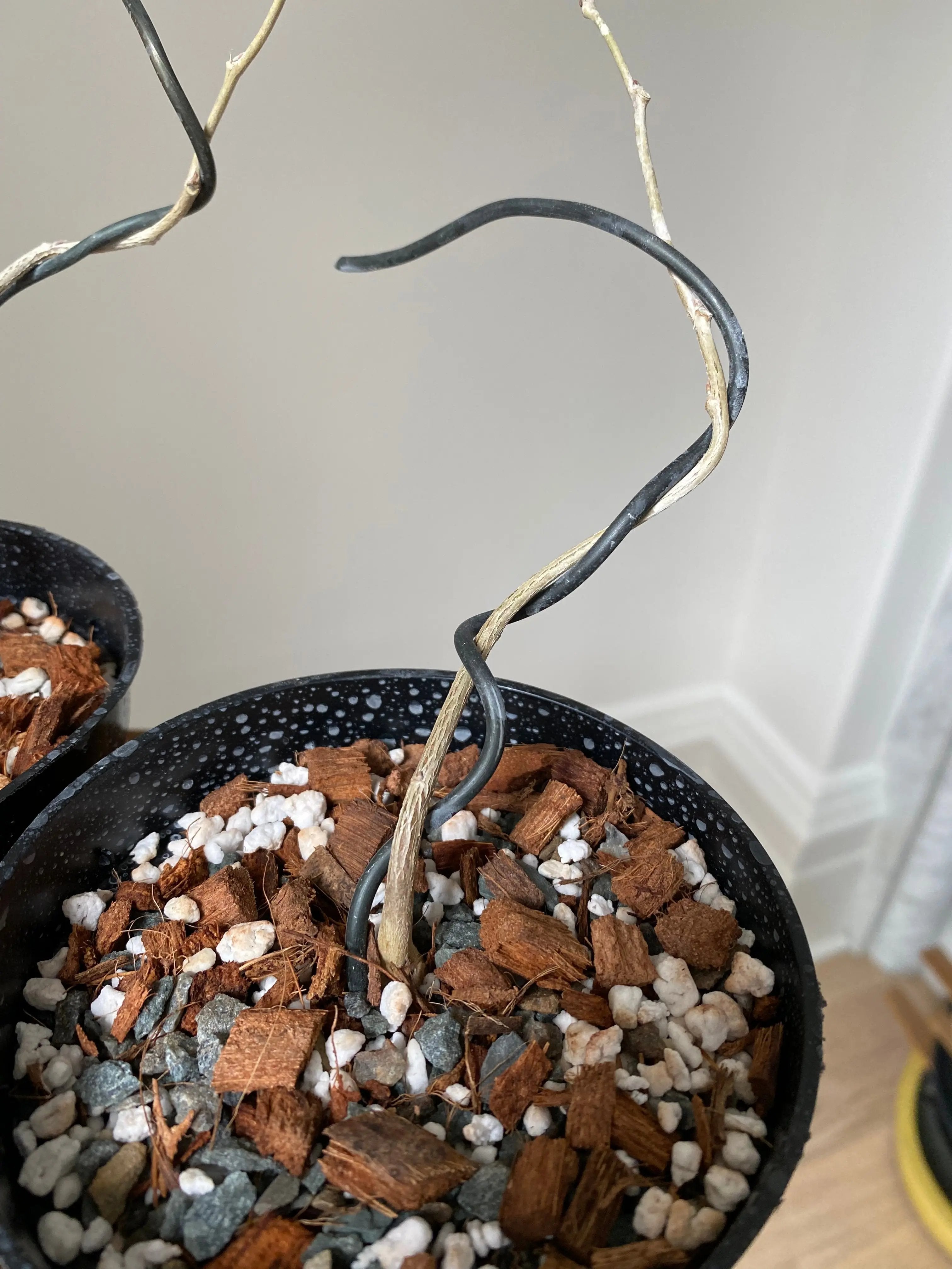 Wisteria (Japanese) Canada Bonsai