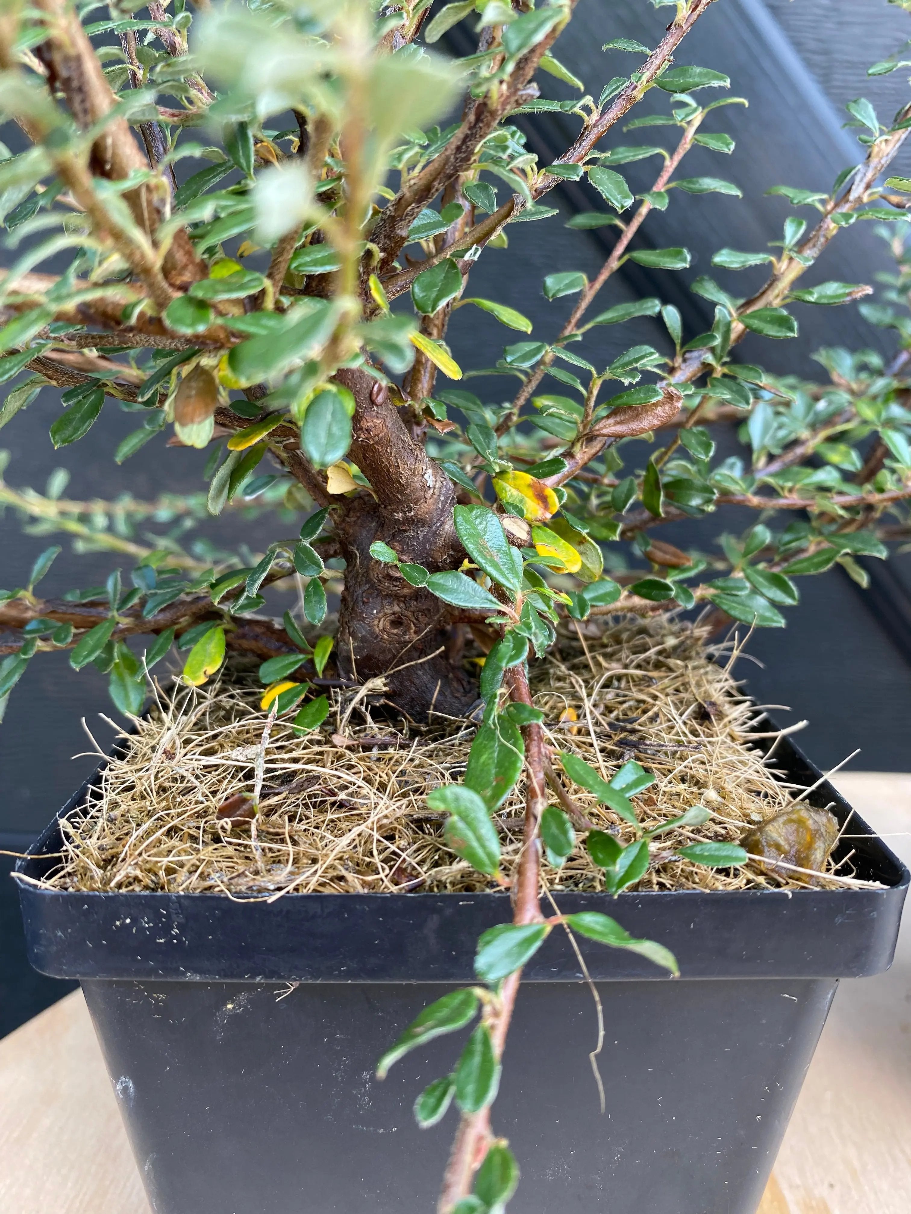 Cotoneaster Canada Bonsai