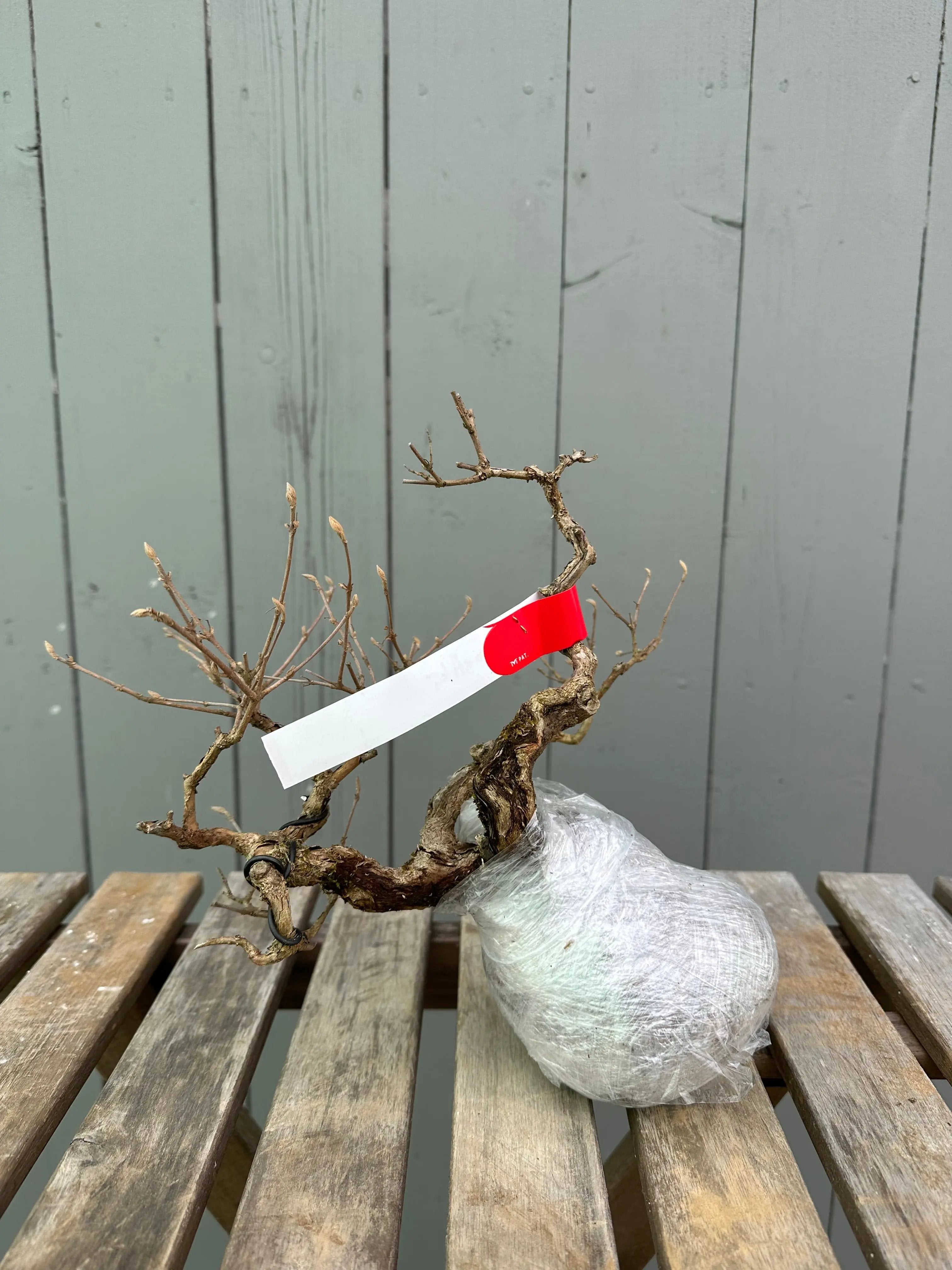 Callicarpa Canada Bonsai