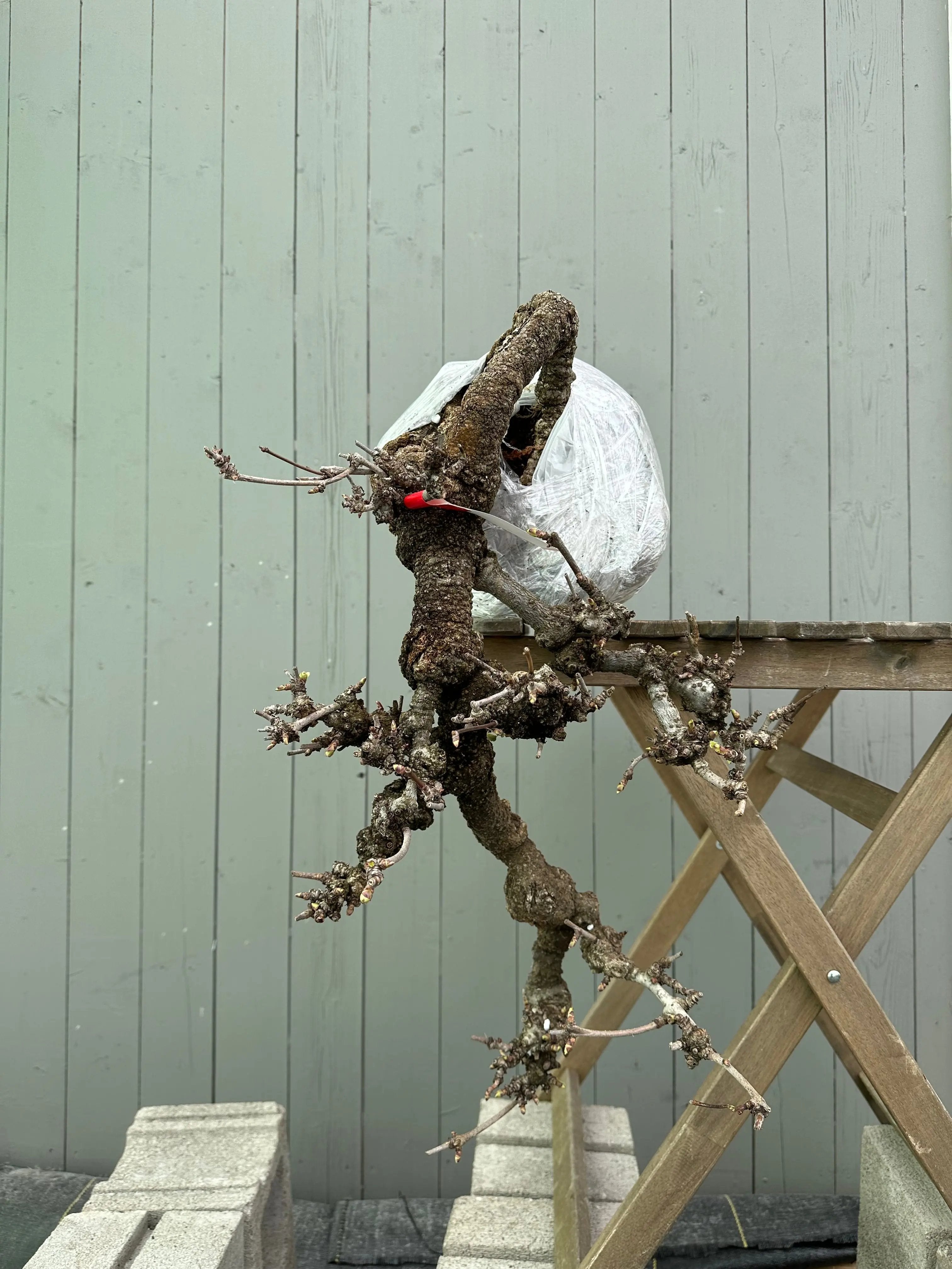 Akebia Canada Bonsai