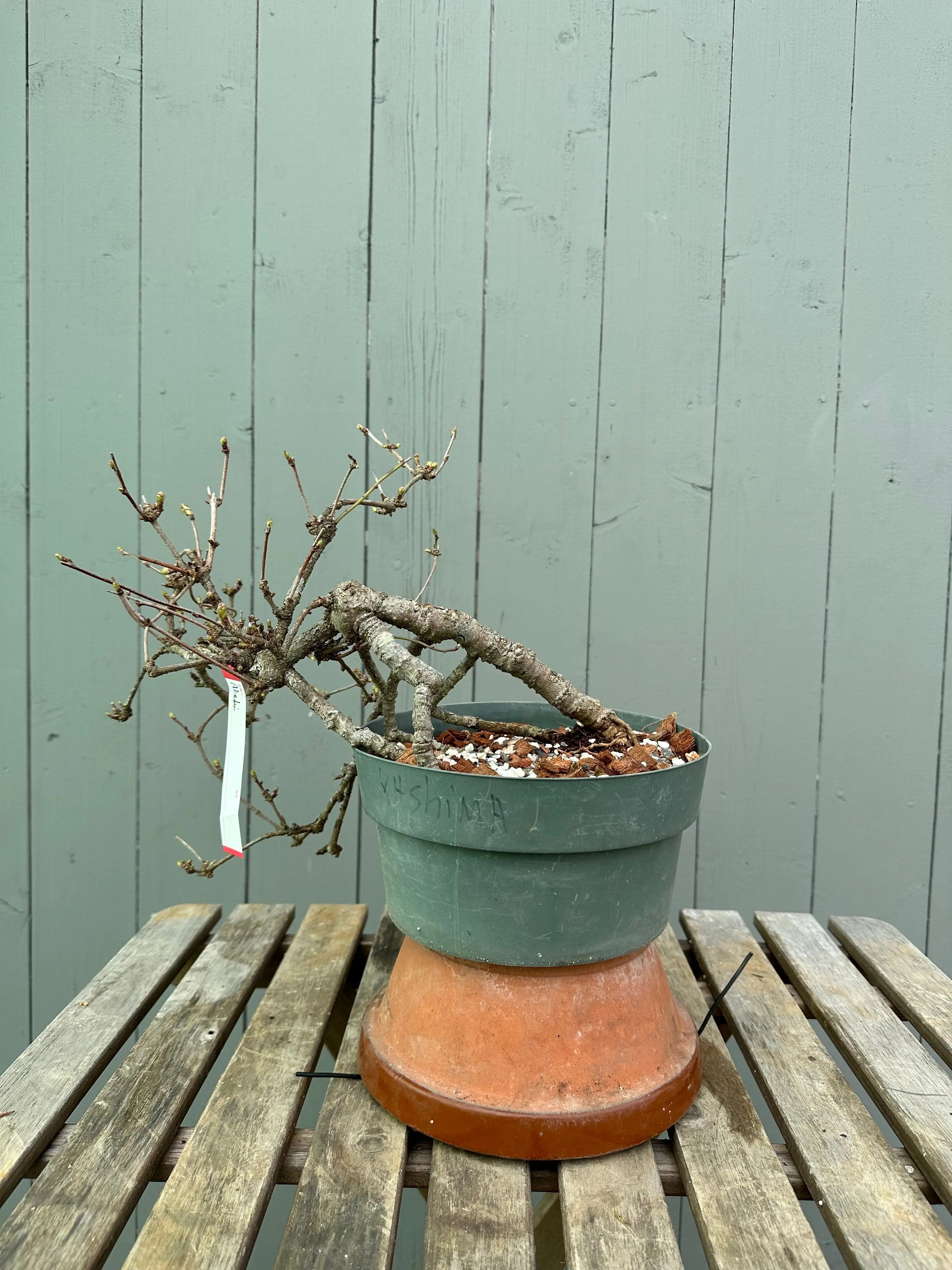 Akebia Canada Bonsai