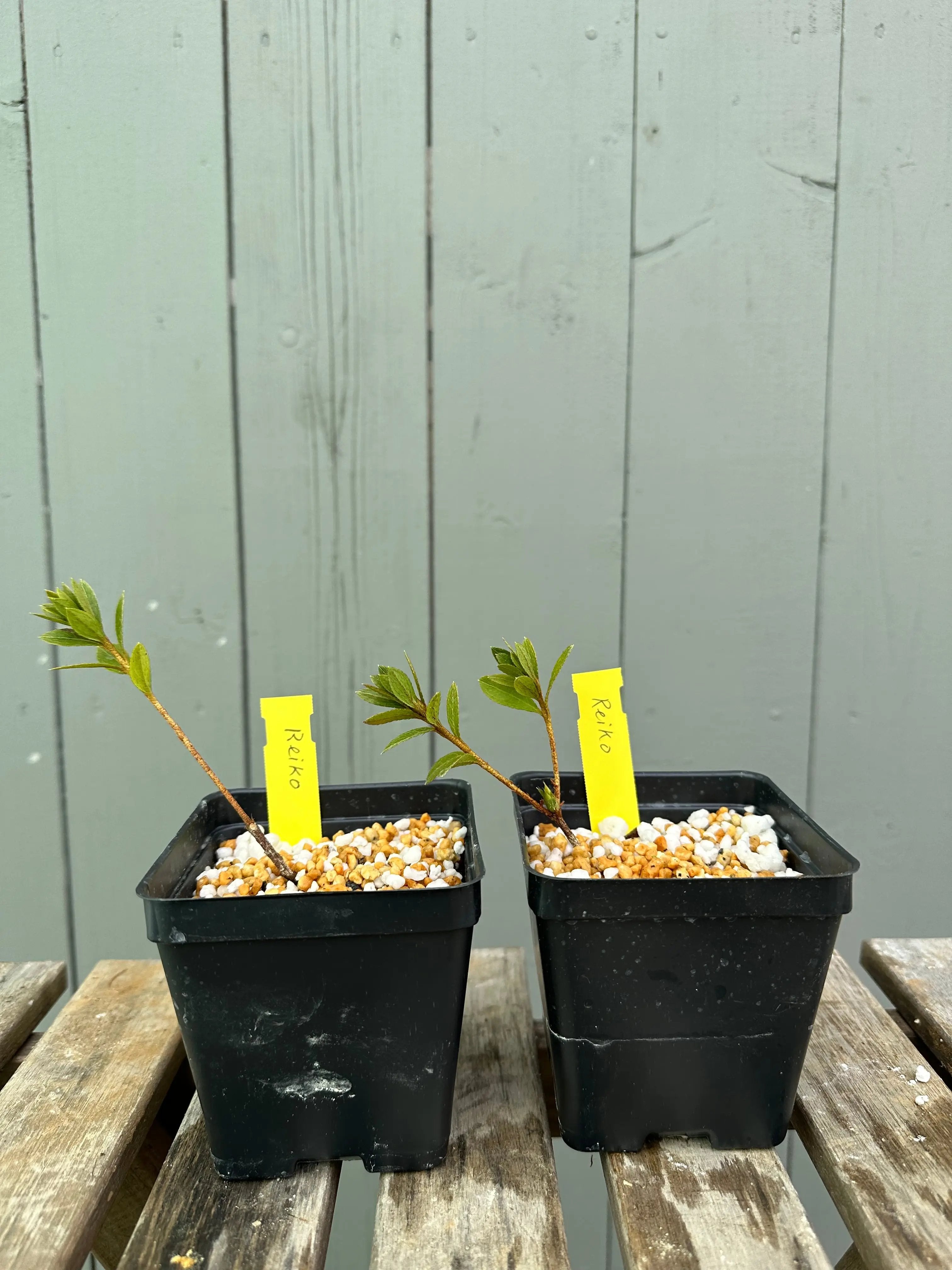 Satsuki Azalea 'Reiko' Canada Bonsai