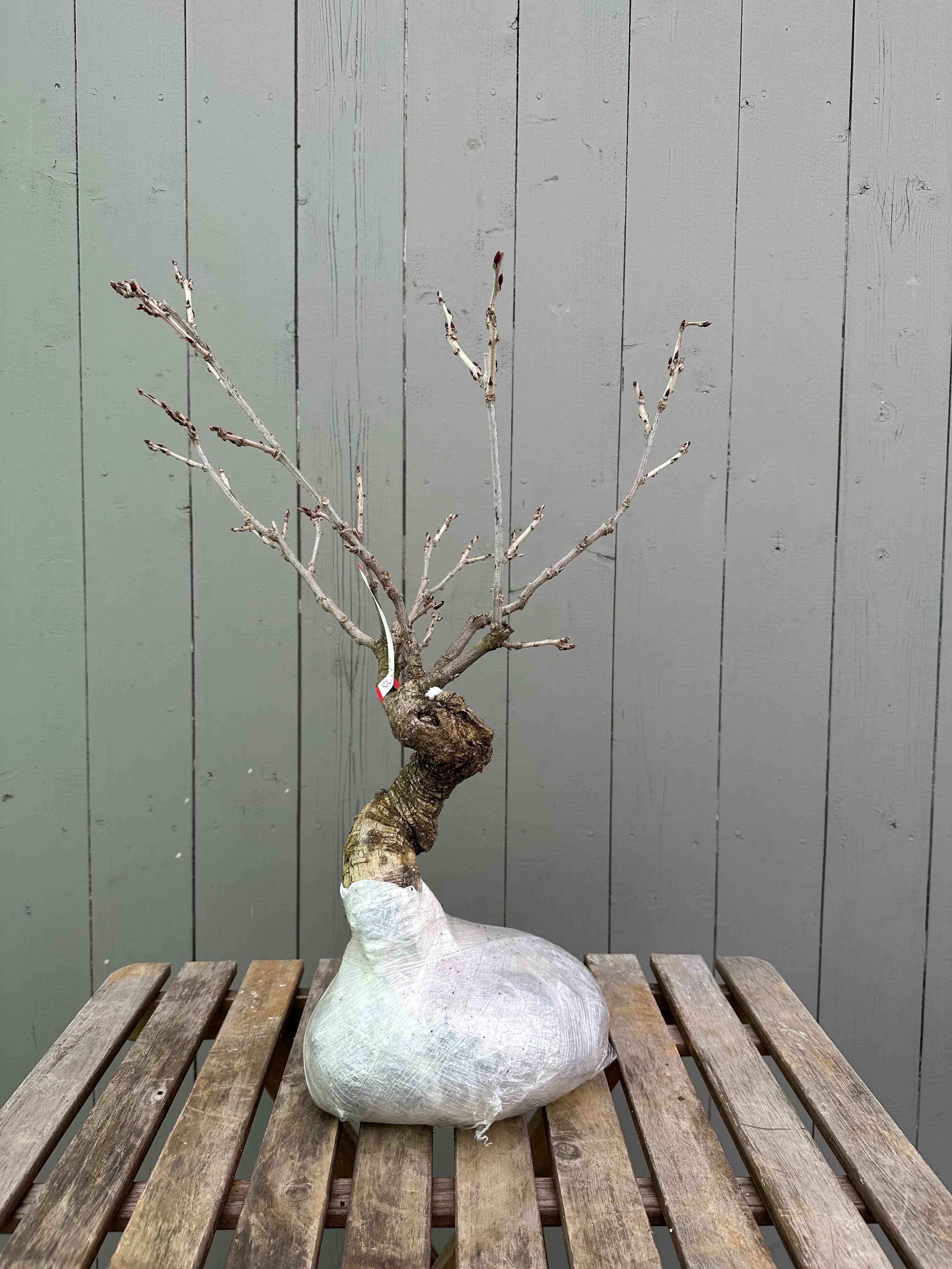 Wisteria floribunda (white) Canada Bonsai