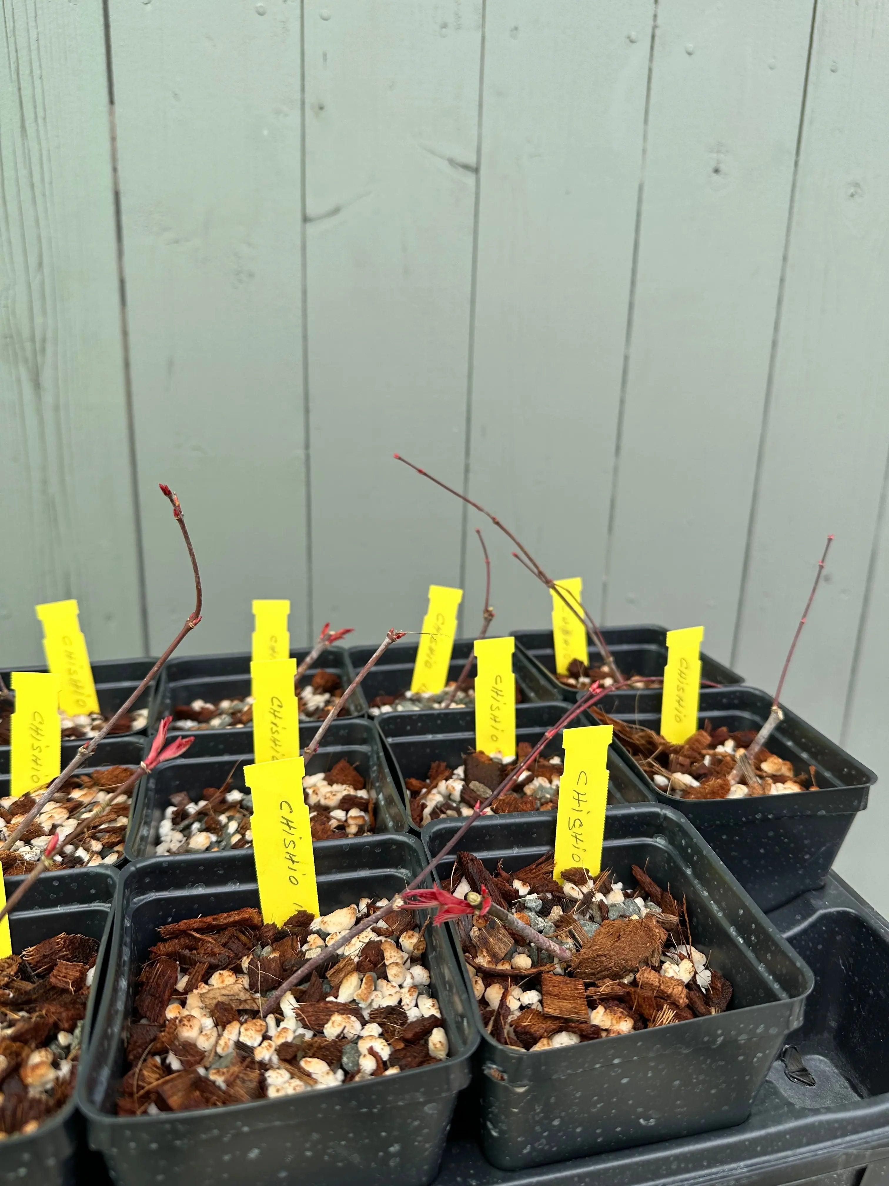 Japanese Maple 'Chishio' Canada Bonsai