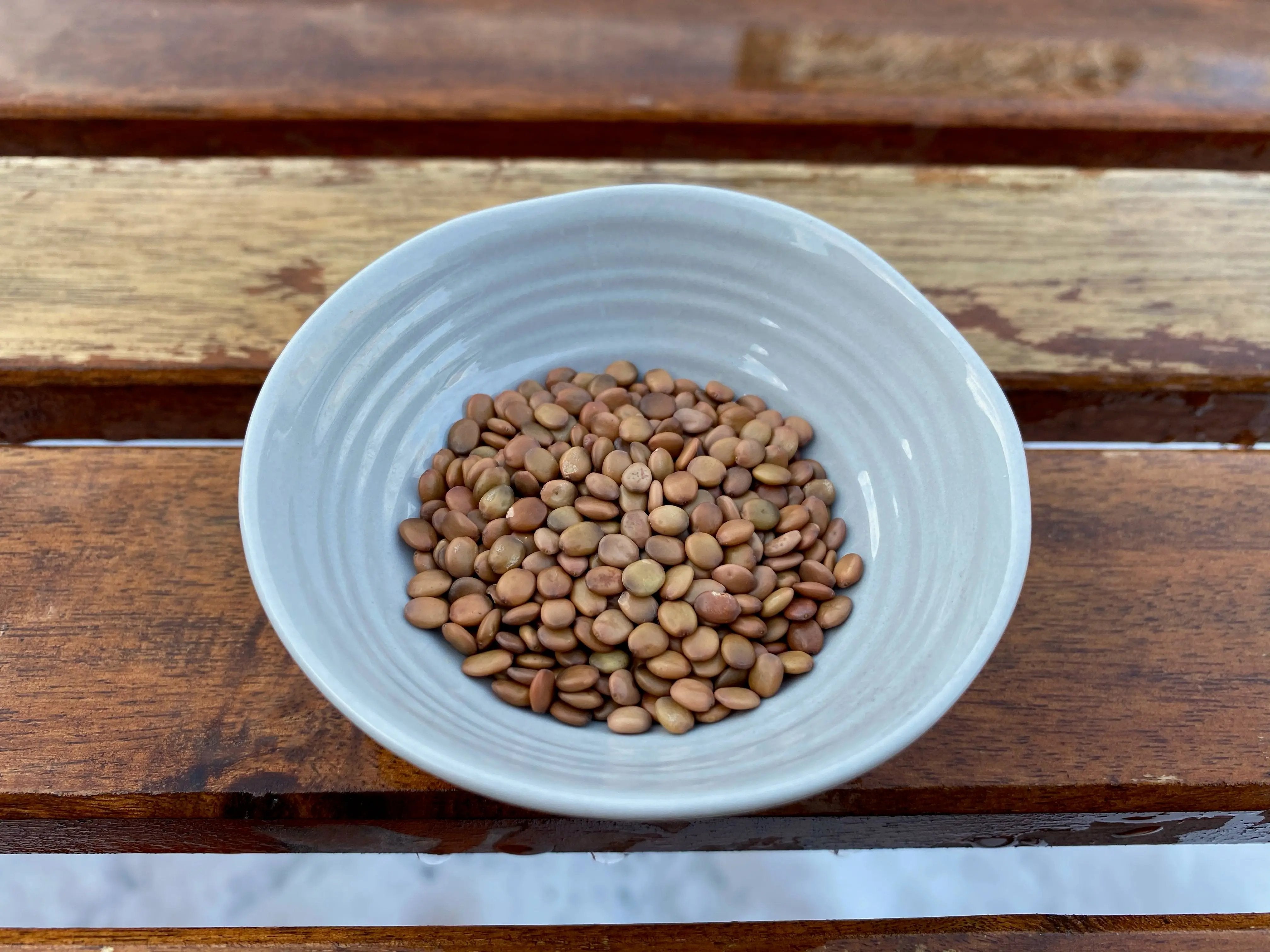 Cercis canadensis (Eastern Redbud) CB Seeds