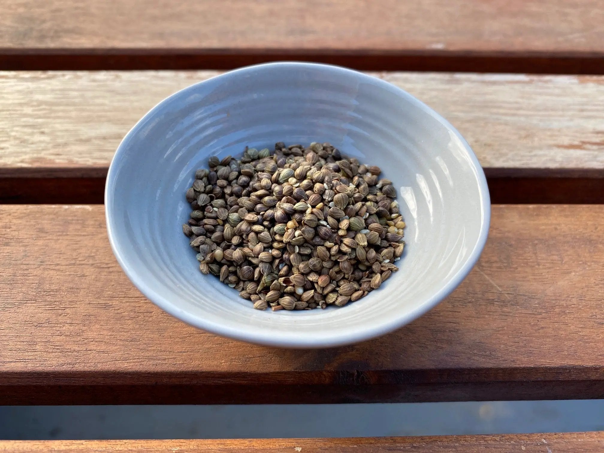 Carpinus turczaninowii (Korean Hornbeam) CB Seeds