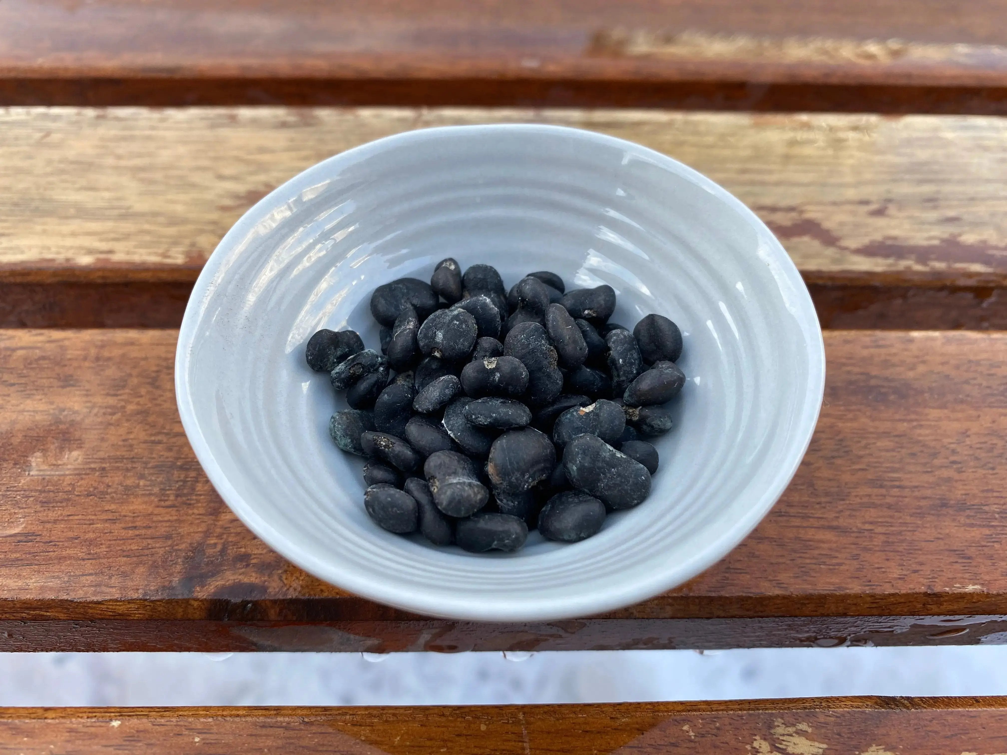 Magnolia kobus CB Seeds