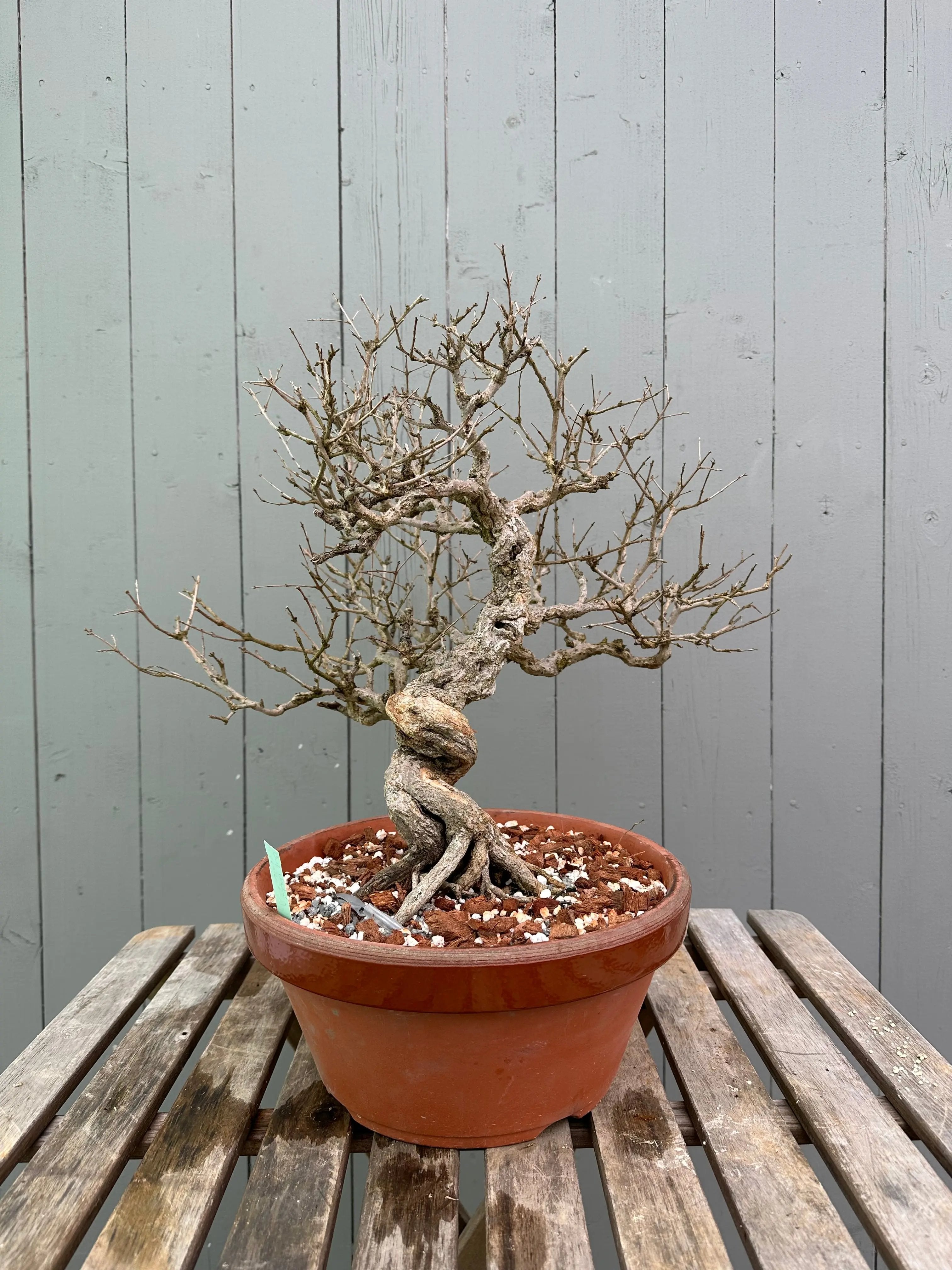 Pomegranate Neji-Kan Canada Bonsai