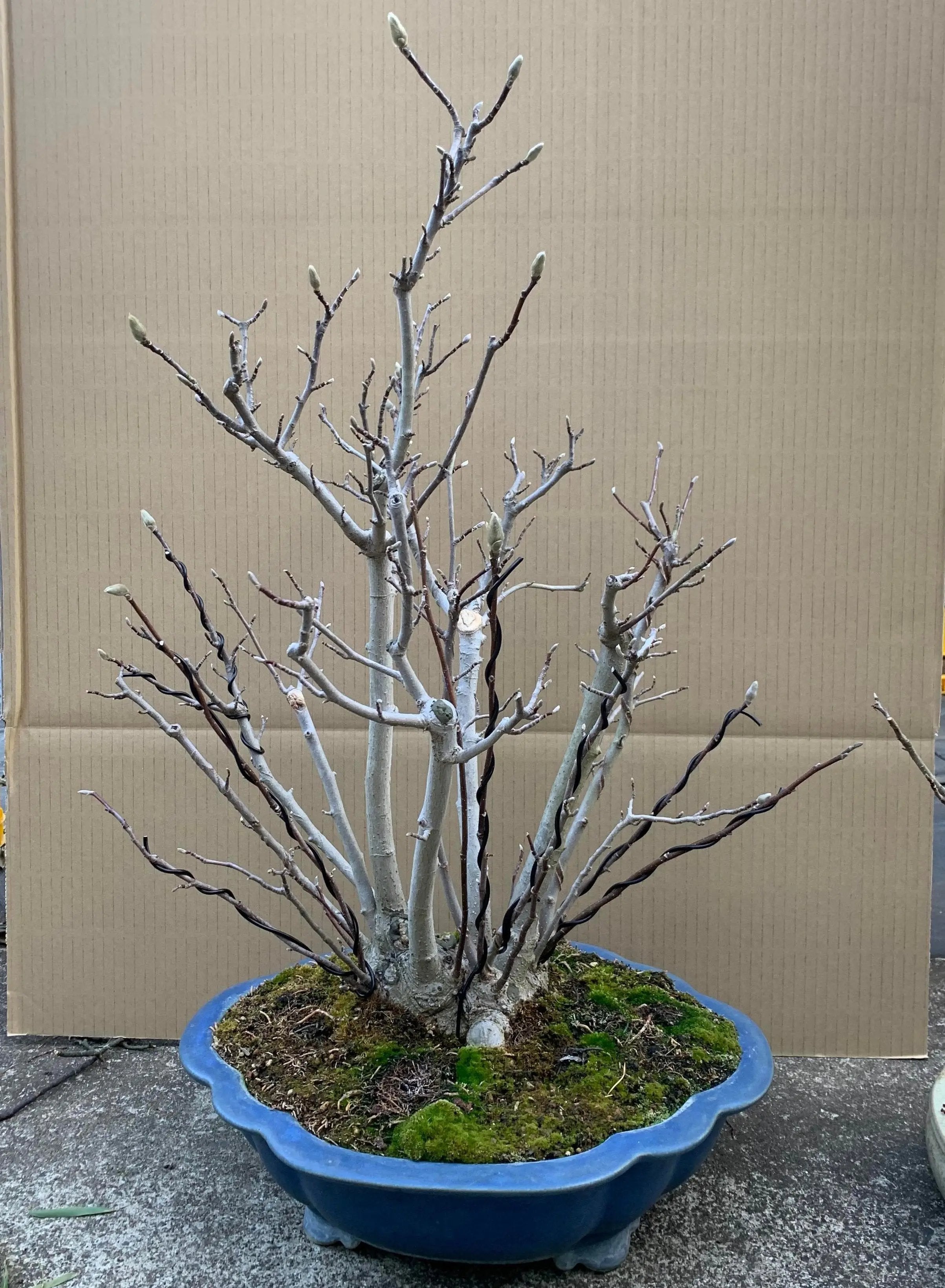 Magnolia (Karasu) Canada Bonsai