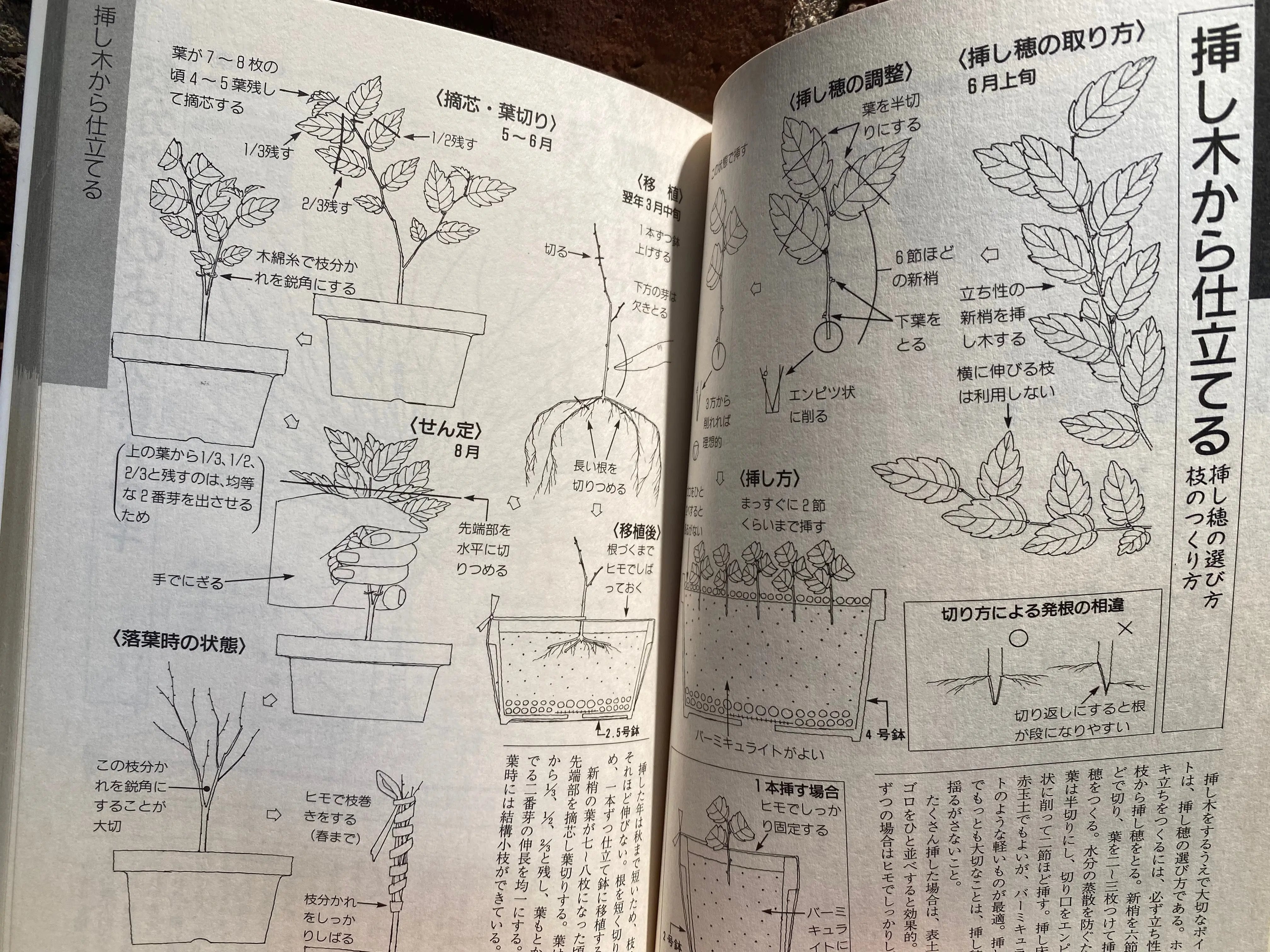 Kyosuke Gun's Illustrated mini bonsai CB Books