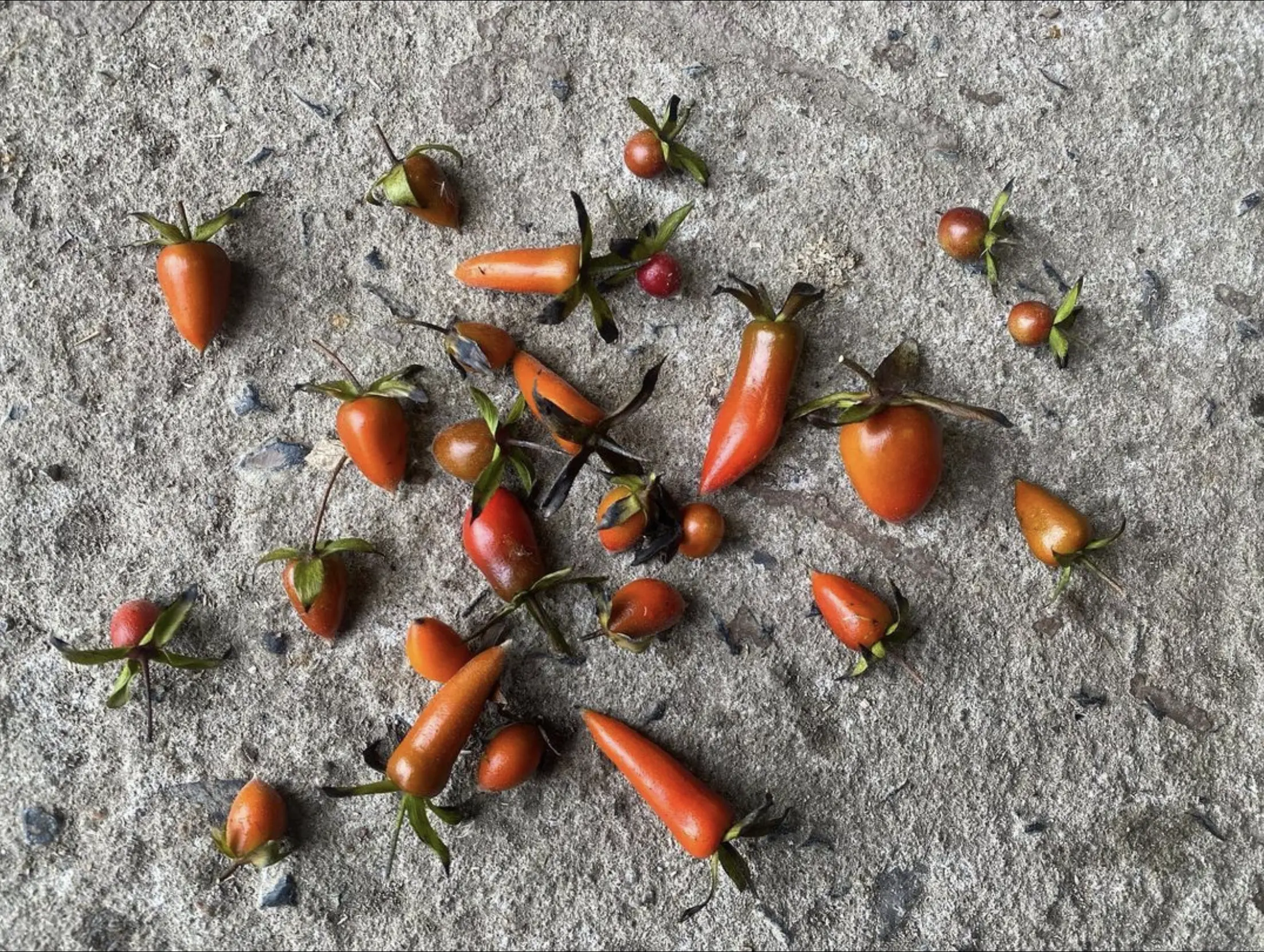 Diospyros rhombifolia (Princess Persimmon) CB Seeds