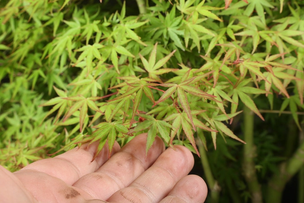 Acer palmatum 'Yuki Hime'