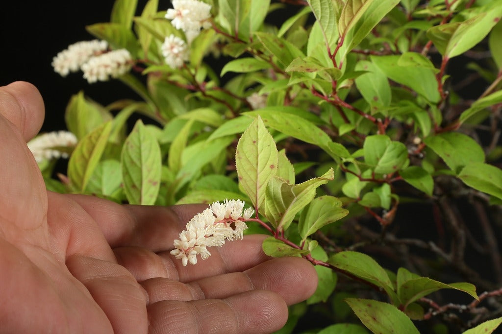 Itea japonica