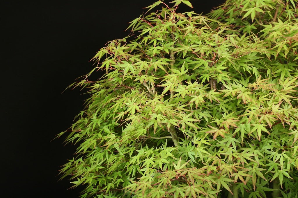 Acer palmatum 'Yukihime'