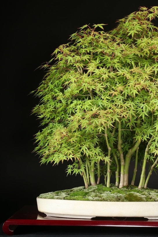 Acer palmatum 'Yukihime'