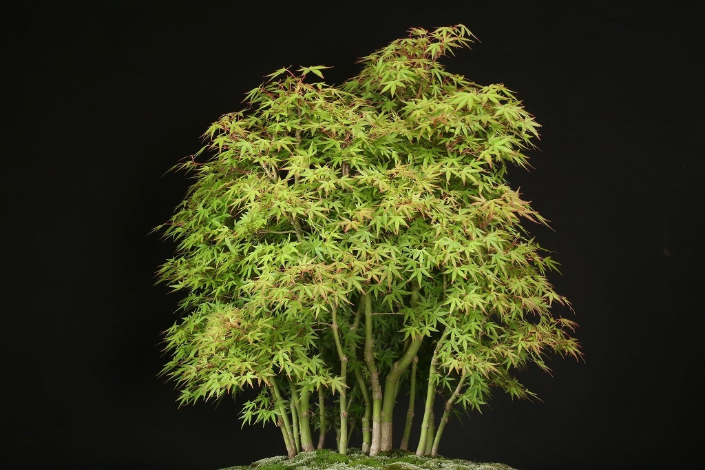 Acer palmatum 'Yukihime'