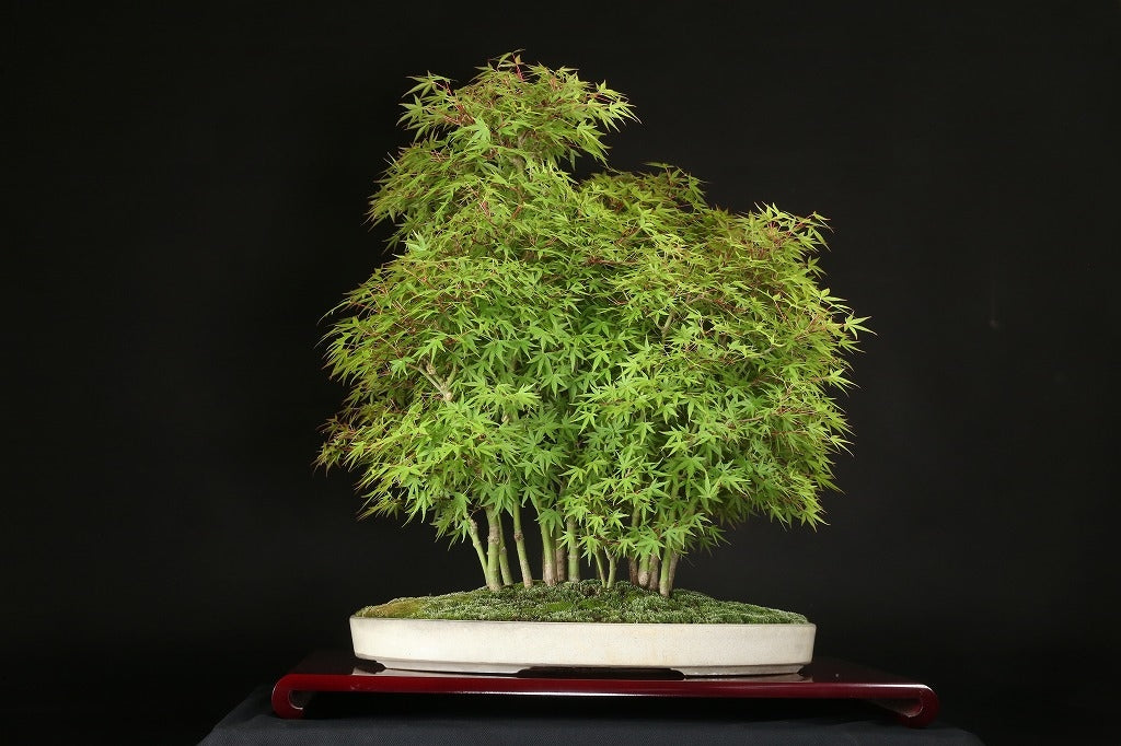 Acer palmatum 'Yukihime'